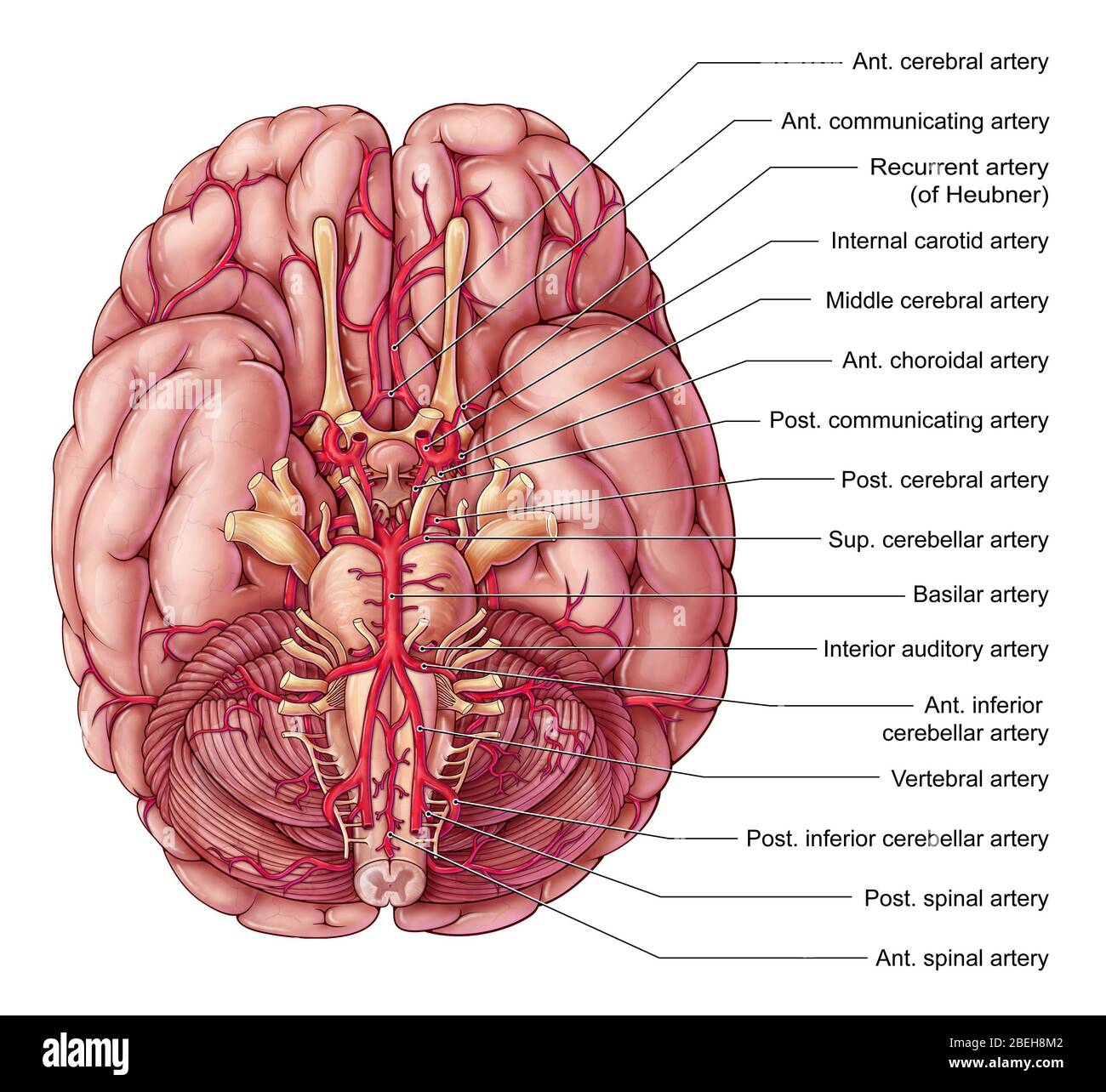 Arterien des Gehirns, Illustration Stockfoto