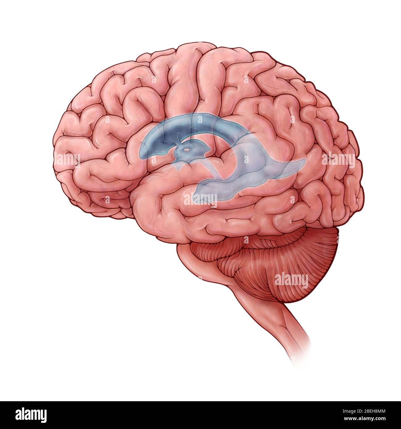 Laterale Ventrikel, Abbildung Stockfoto
