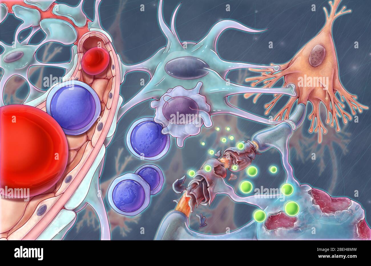 MS Blood Brain Barrier, Illustration Stockfoto