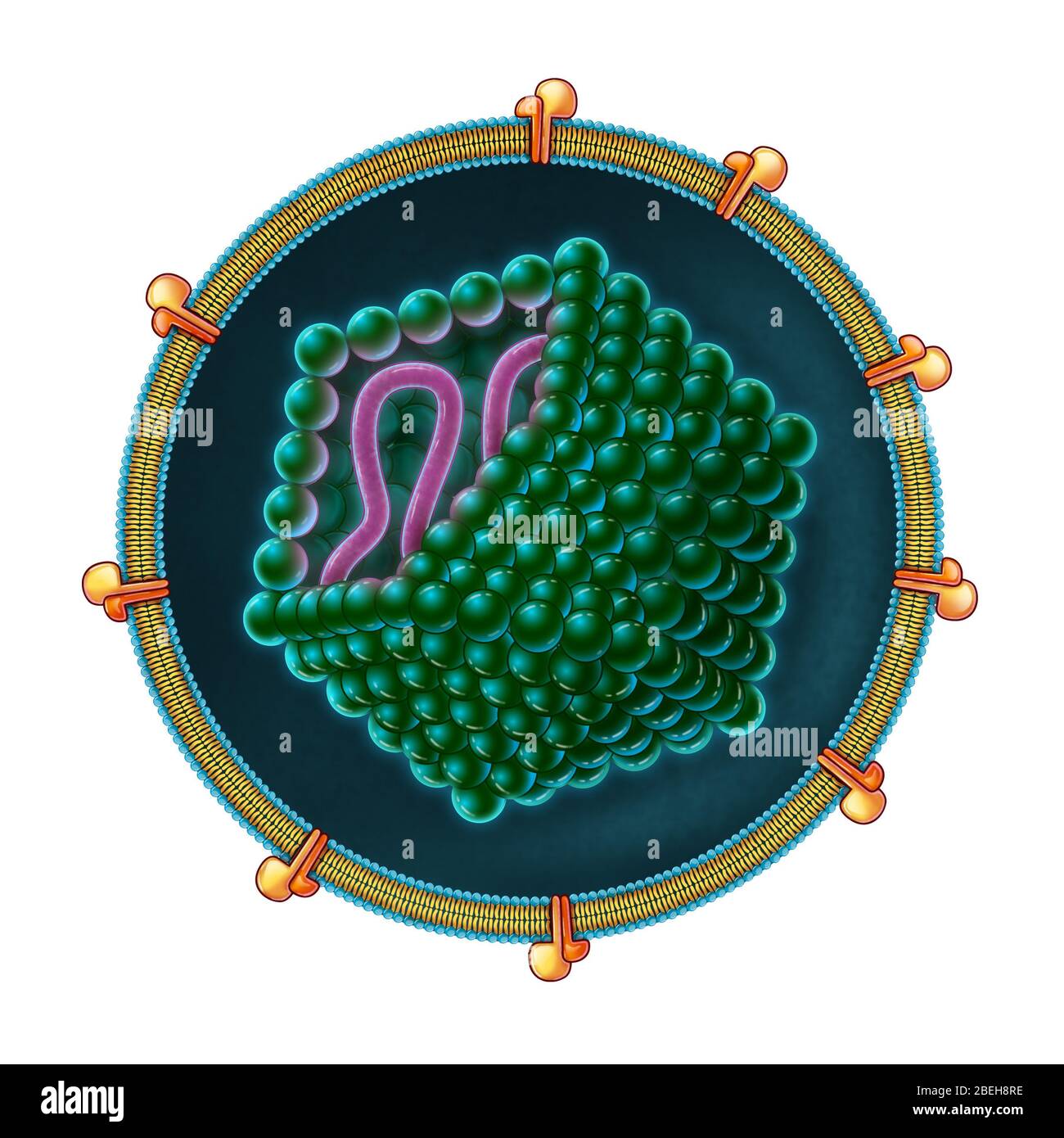 Hepatitis C, Abbildung Stockfoto