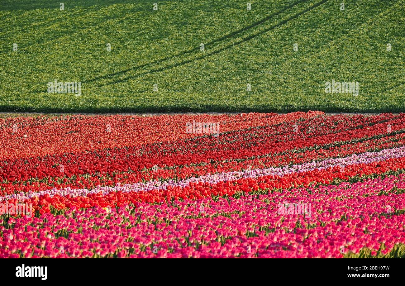 Feld der schönen blühenden Tulpen für die Landwirtschaft in Deutschland Stockfoto