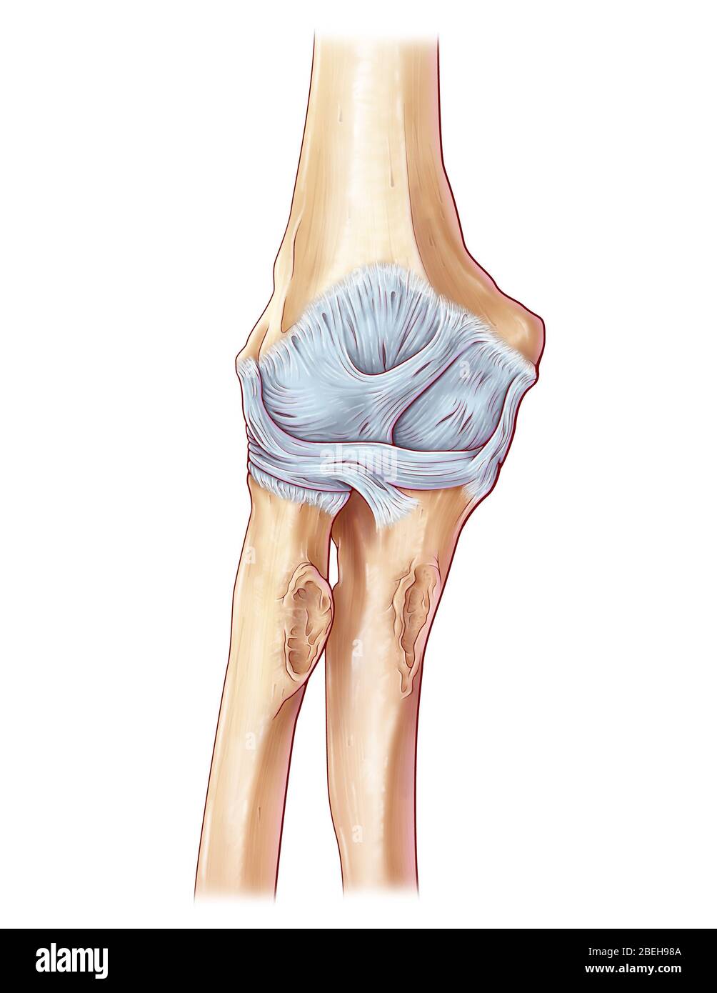 Bänder des Ellbogens Stockfoto Bänder des Ellbogens Stockfoto