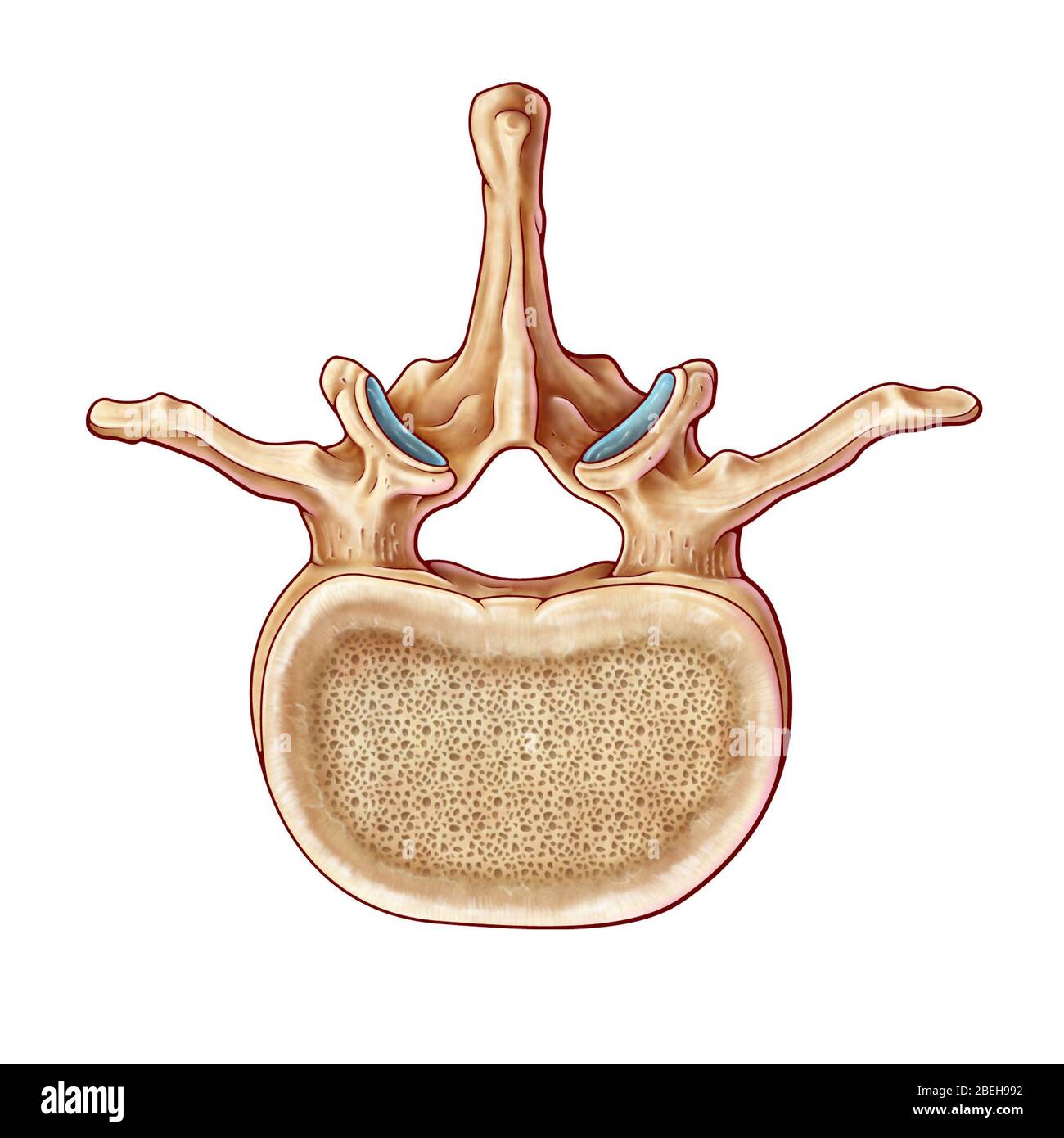 Zwischenwirbelforamen Stockfotos Und Bilder Kaufen Alamy