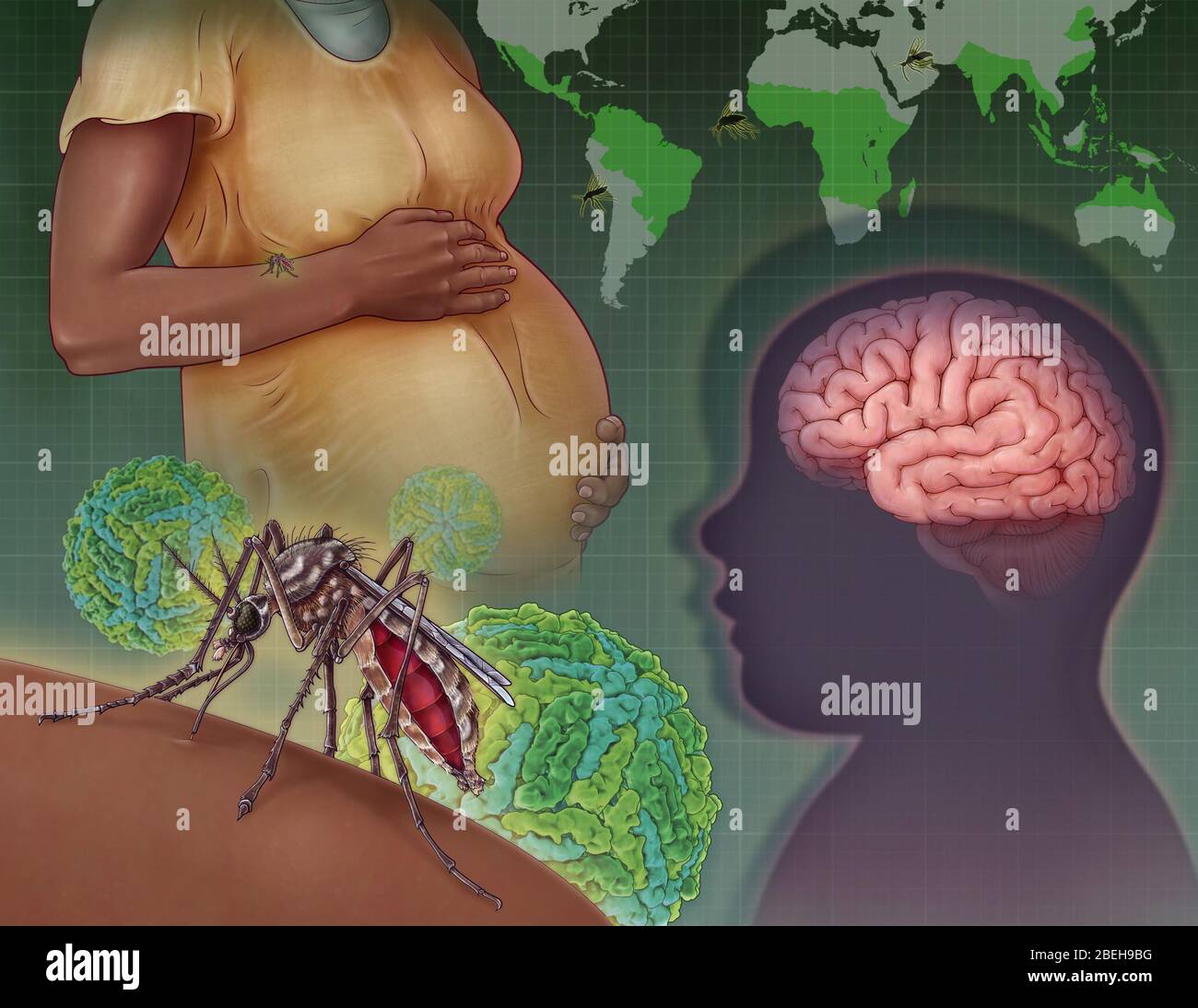 Zika Virus, Illustration Stockfoto