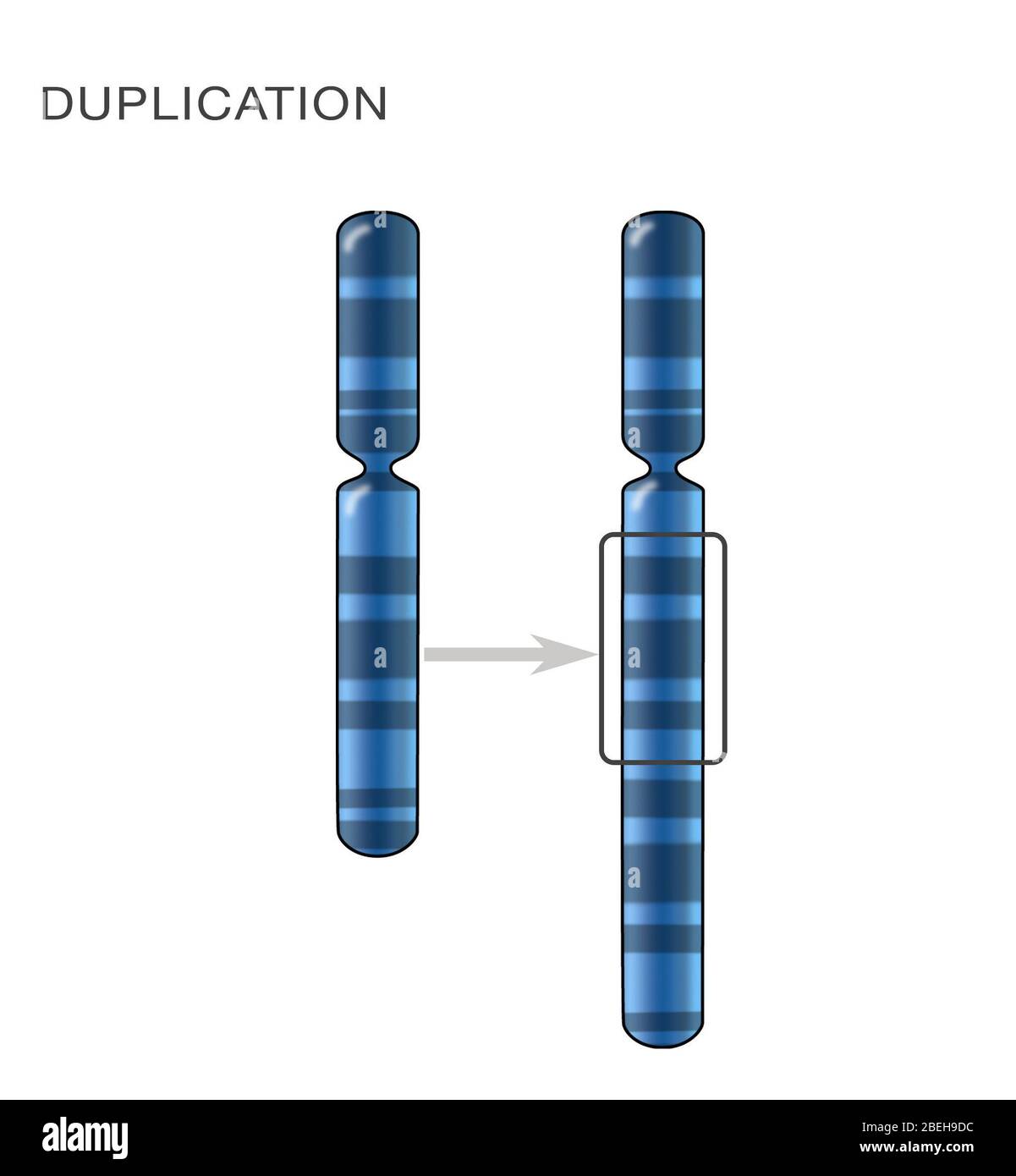 Chromosomenduplikation, Illustration Stockfoto