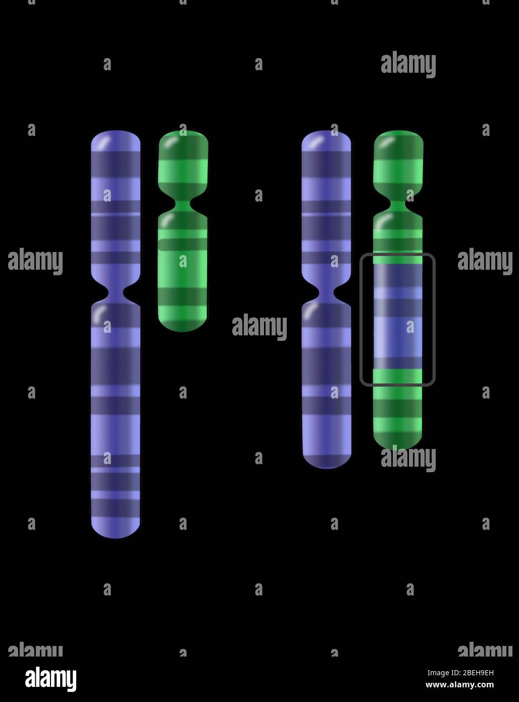 Chromosomeneinfügung, Abbildung Stockfoto
