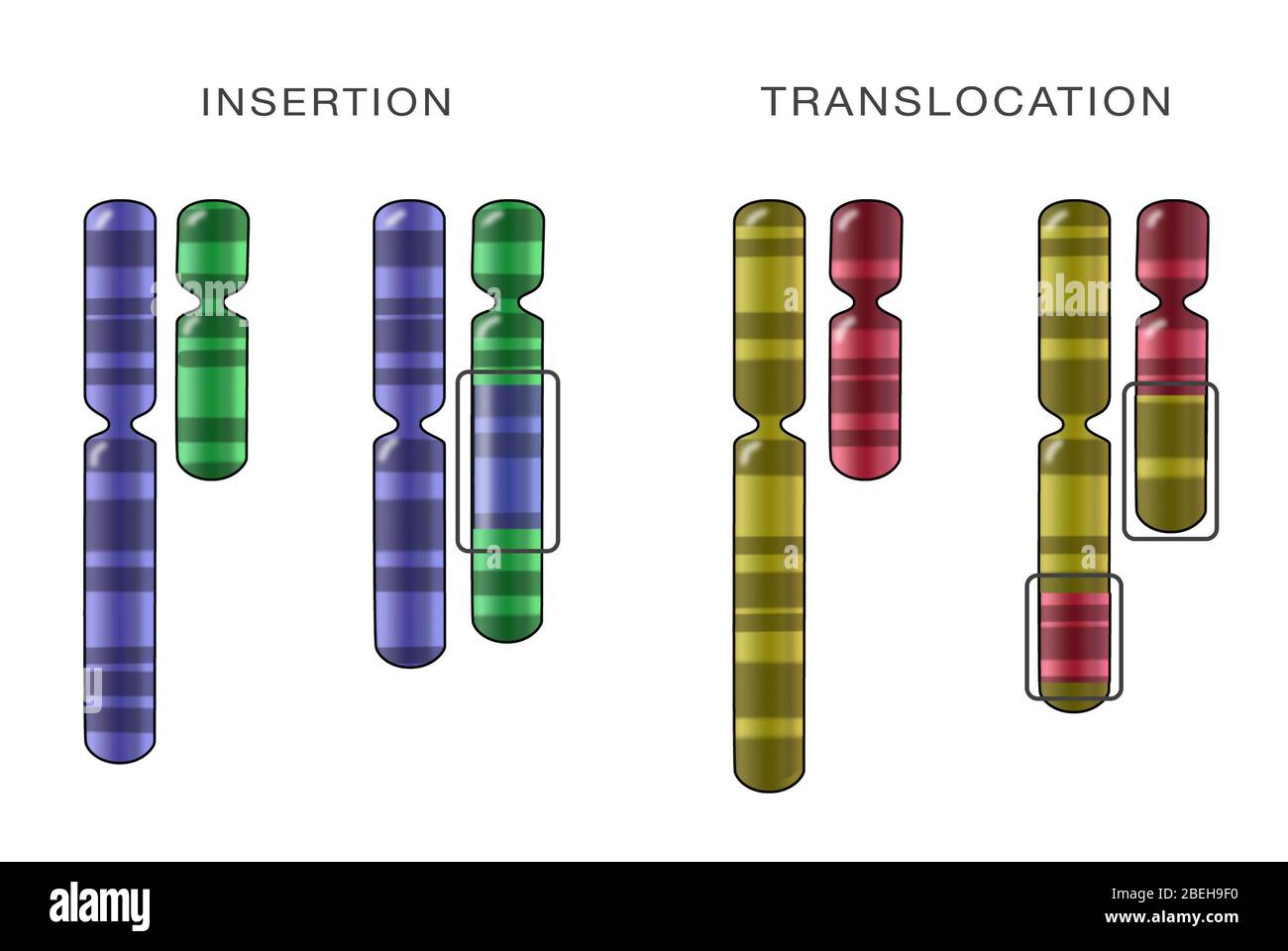 Chromosomeneinfügung Und Translokation, Abbildung Stockfoto