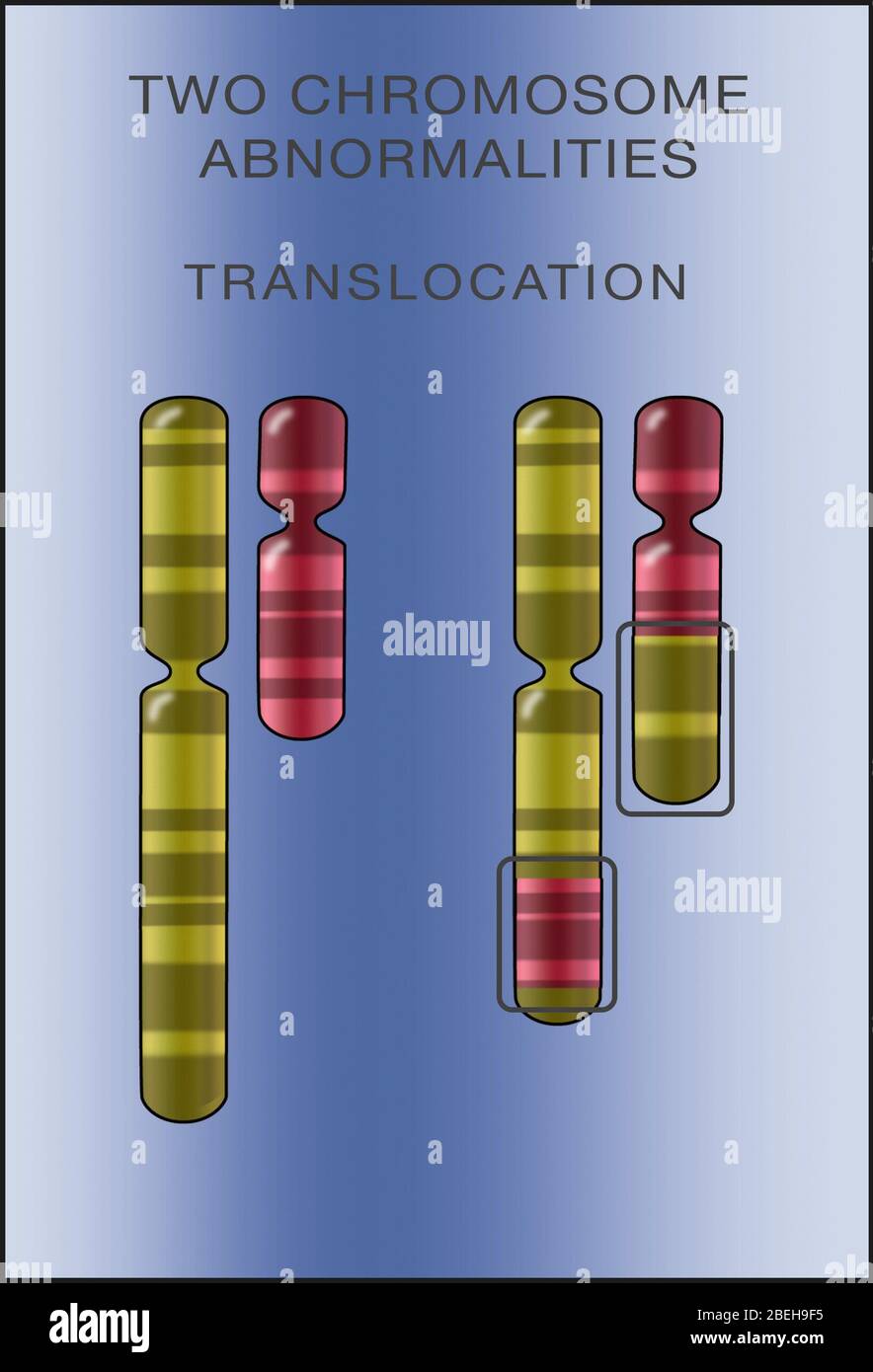 Chromosomentransporte, Illustration Stockfoto