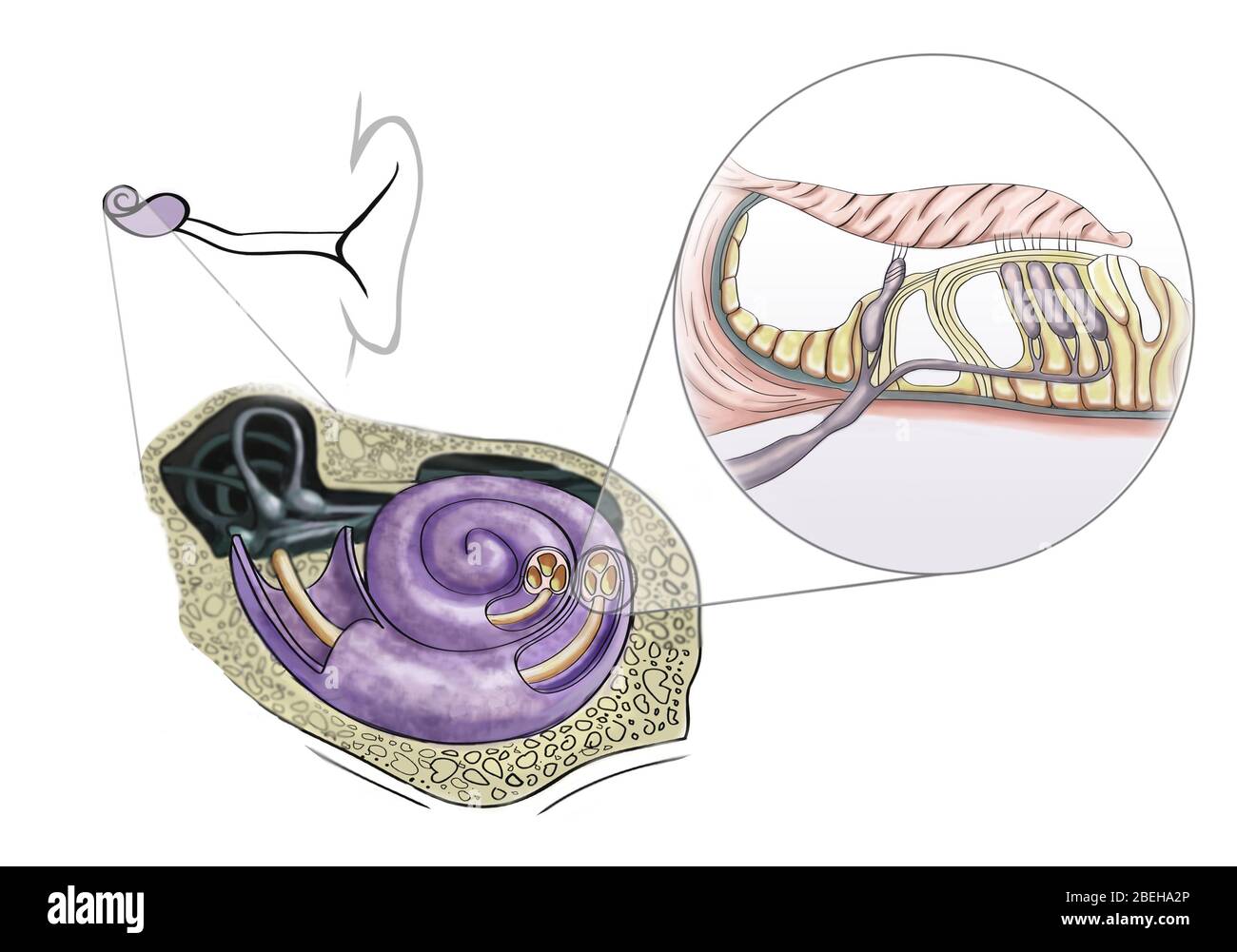 Eine Illustration von Hörhaarzellen, die sich im Spiralorgan von Corti auf der dünnen basilaren Membran in der Cochlea des Innenohrs befinden. Stockfoto