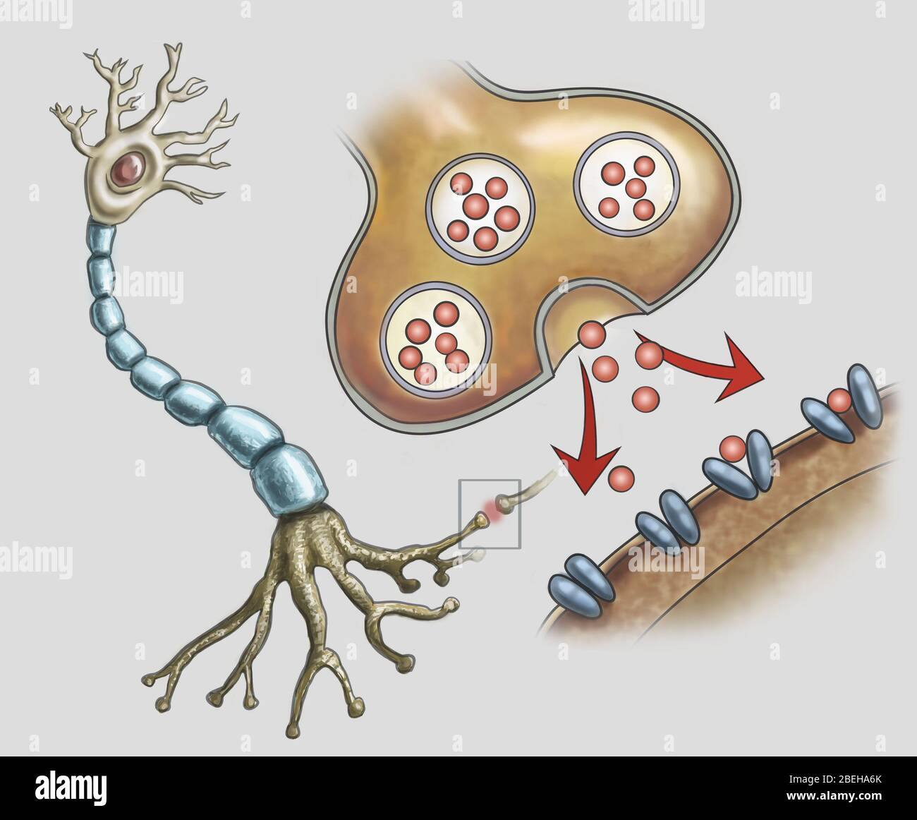 Illustration einer normalen Nervenstruktur und Synapsen, elektrische Signale werden von einem Neuron zum nächsten übertragen. Stockfoto