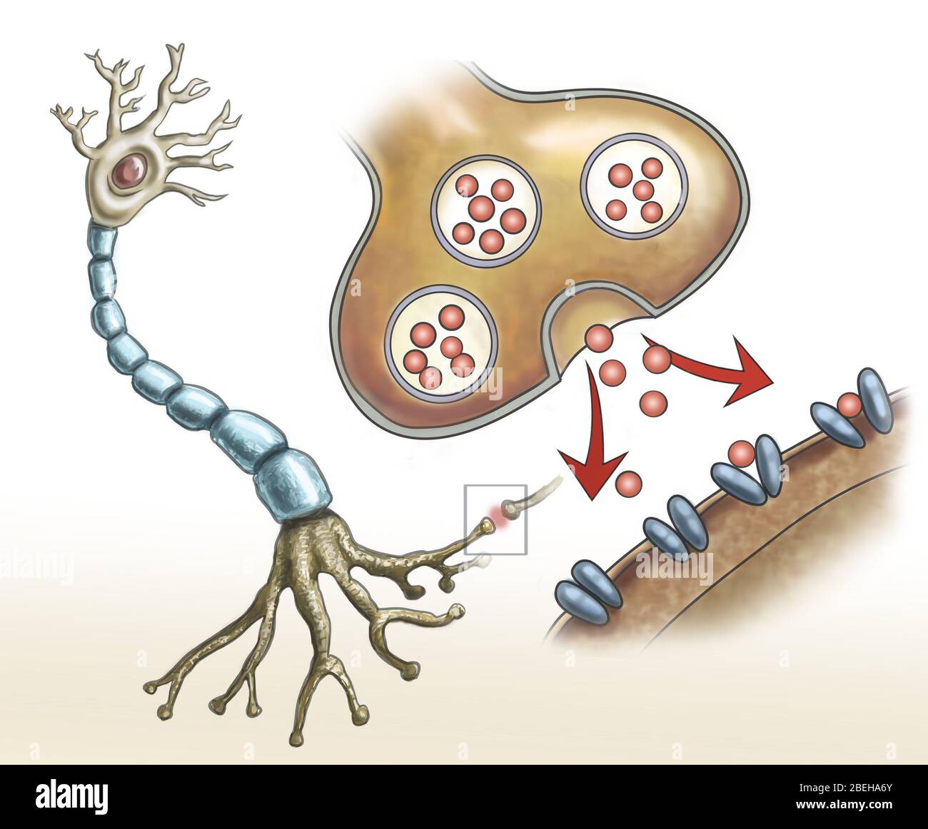 Nervenstruktur & Synapsen, Illustration Stockfoto