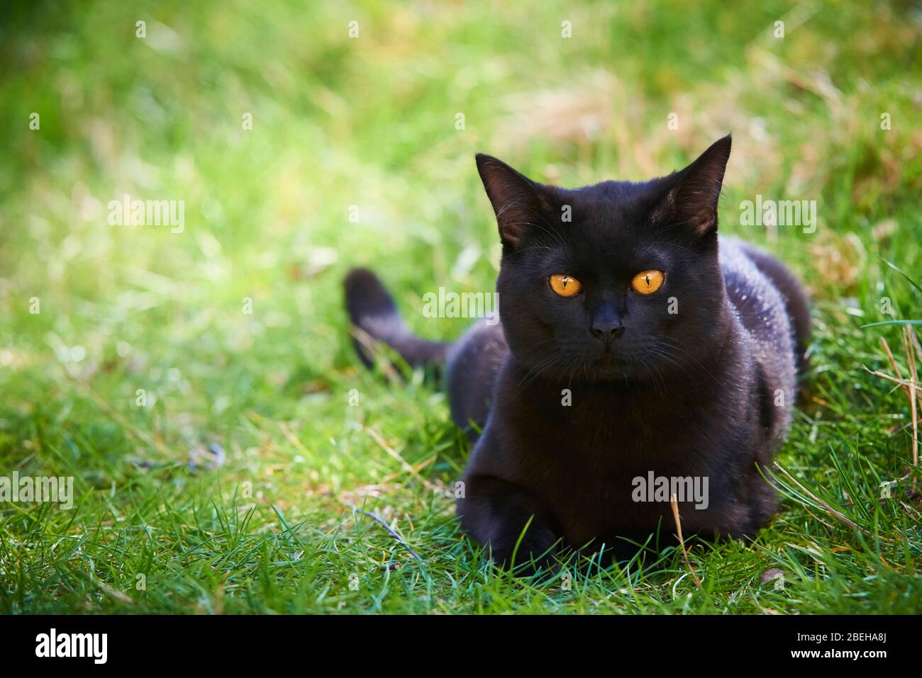 Schwarze Katze über Green Lawn auf der Jagd Stockfoto