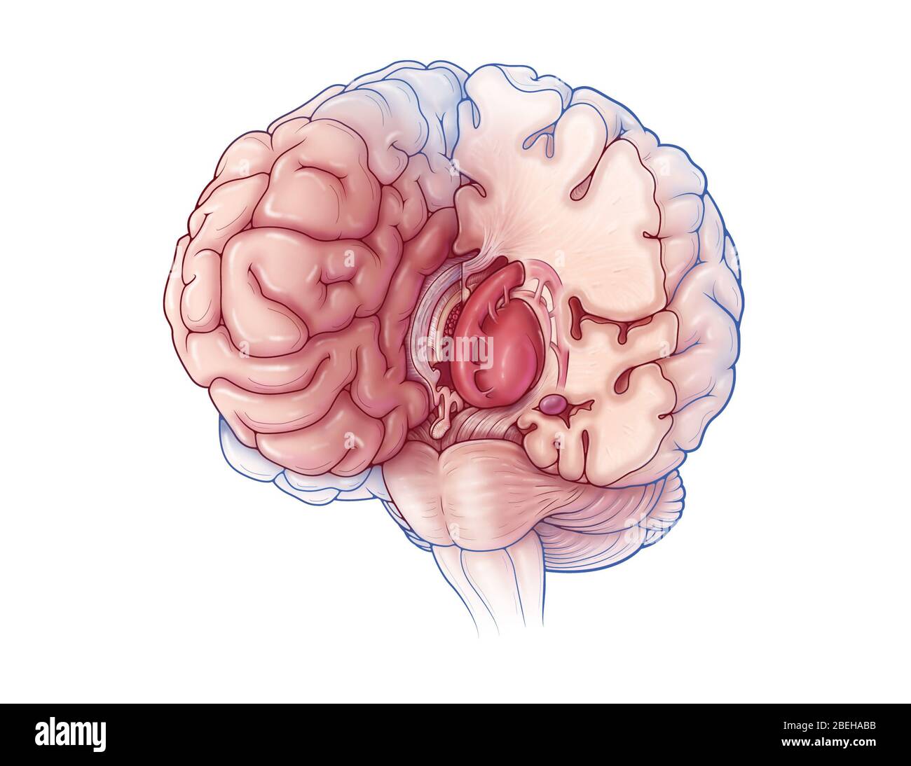 Limbic System, Abbildung Stockfoto
