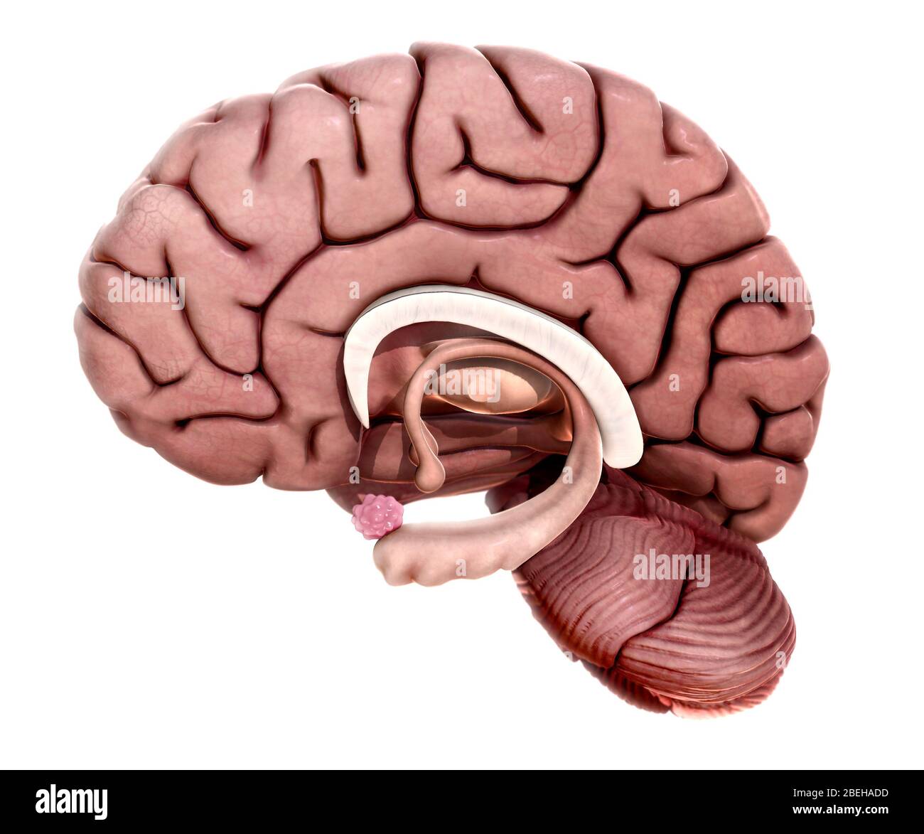 Limbic System, Abbildung Stockfoto