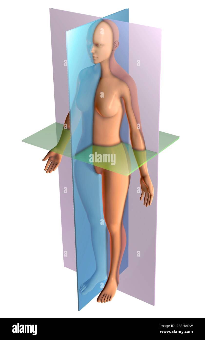 Anatomische Ebenen, Abbildung Stockfoto