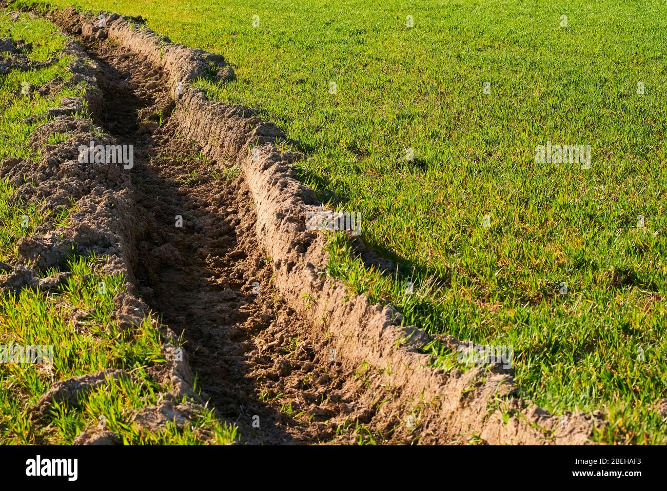 Landstraße durch die frischen Weizenfelder. Erosion Stockfoto