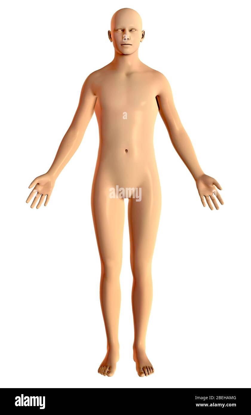 Anatomische Position, Männlicher Körper Stockfoto