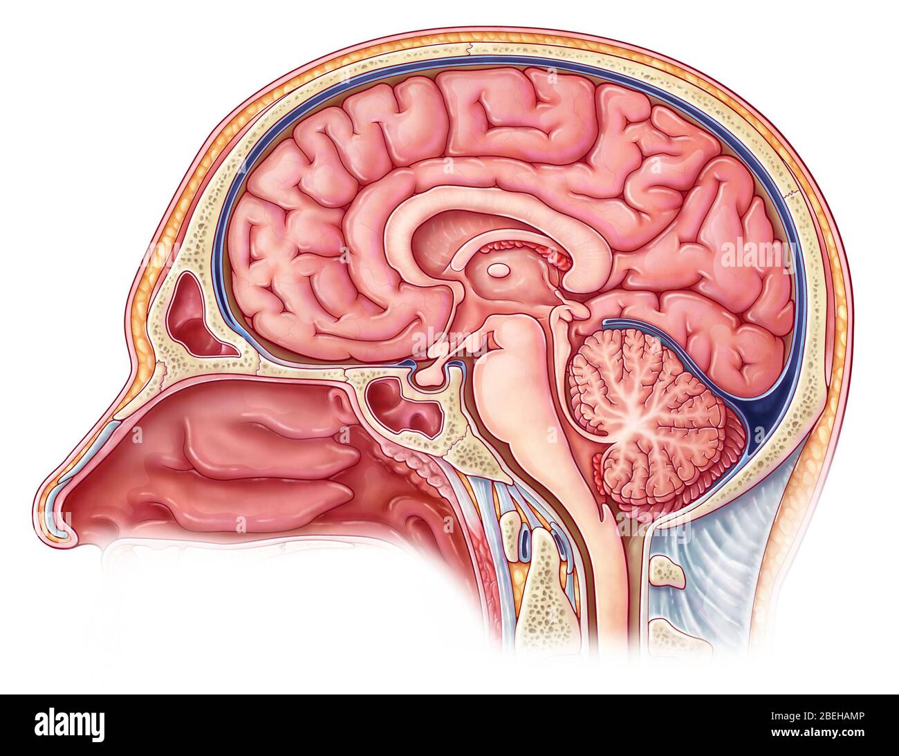 Misagittales Gehirn, Illustration Stockfoto