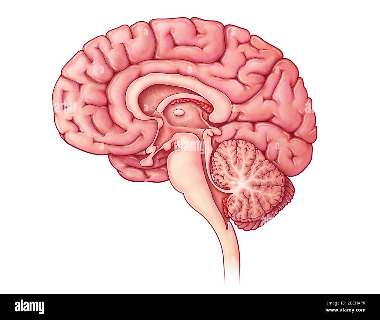 Gehirn Sagittal Abschnitt, Abbildung Stockfoto