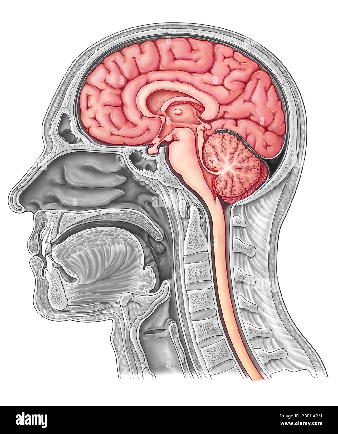 Misagittales Gehirn, Illustration Stockfoto