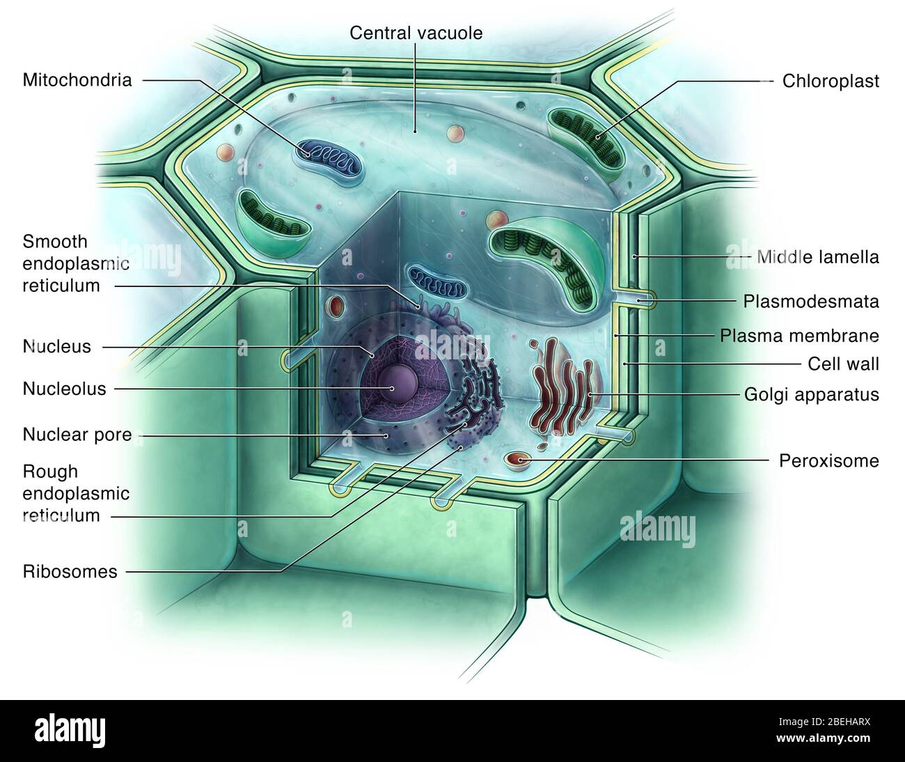Pflanzenzelle, Abbildung Stockfoto