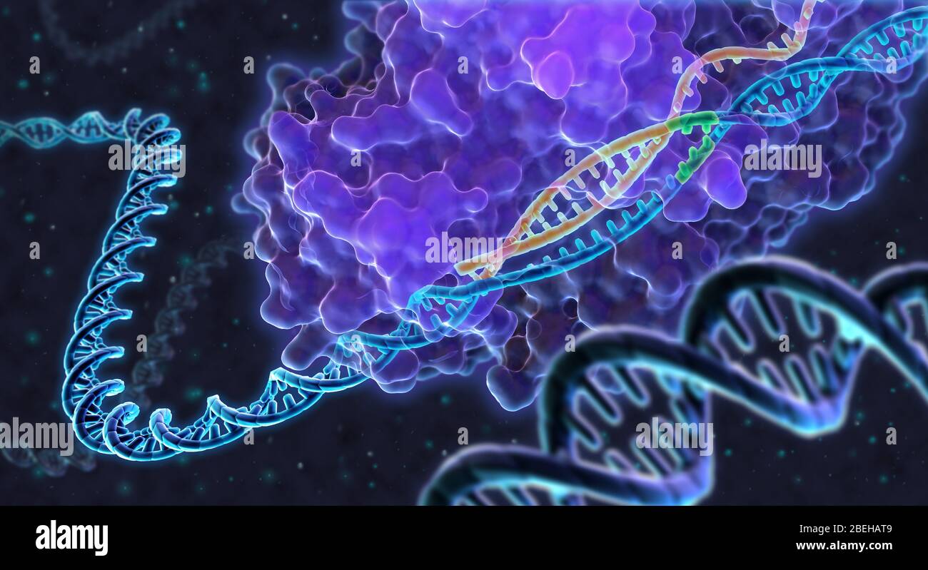Eine konzeptuelle Illustration der Genombearbeitung unter Verwendung von gruppierten, regelmäßig interspaced kurzen palindromischen Wiederholungen (CRISPR). Um eine genetische Sequenz zu bearbeiten, bindet sich ein Cas9-Protein (violett) an die DNA einer Zelle mit Hilfe einer Guide-RNA (orange), die einer Ziel-DNA-Sequenz entspricht, und trennt die Doppelhelix. Eine Protospacer-Sequenz (PAM) auf der DNA der Zelle (grün) zeigt an, wo das Cas9-Protein die Ziel-DNA "versperrt". Sobald die Sequenz geschnitten wurde, kann die DNA deaktiviert oder verändert werden. Stockfoto