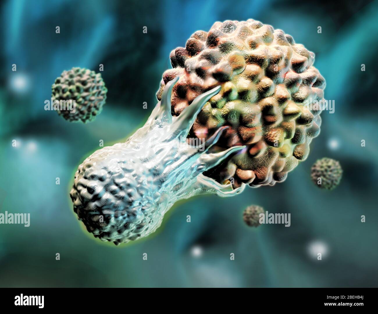 T-Zelle Angriff auf eine Krebszelle, Illustration Stockfoto