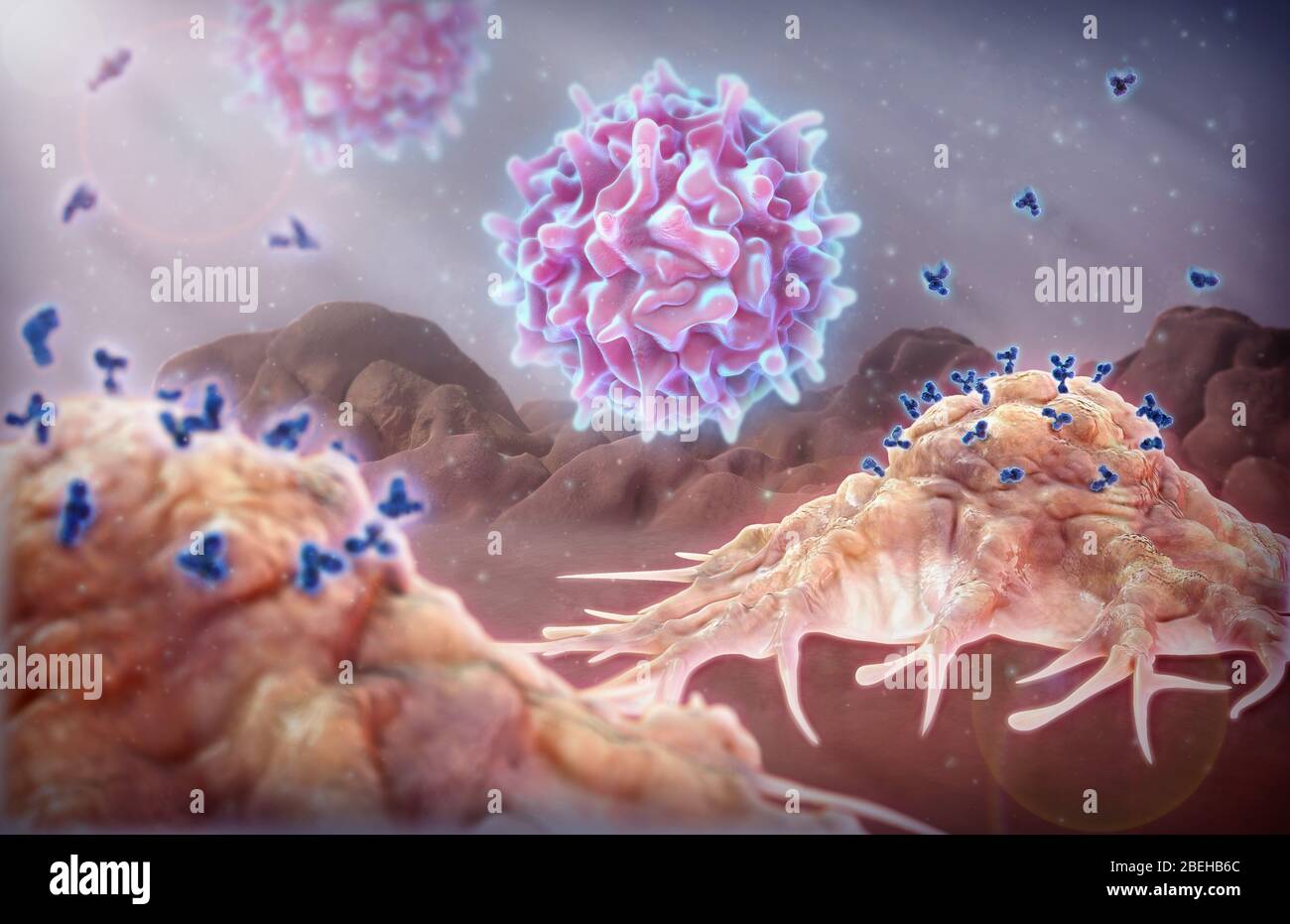 Monoklonale Antikörper und T-Zellen Stockfoto