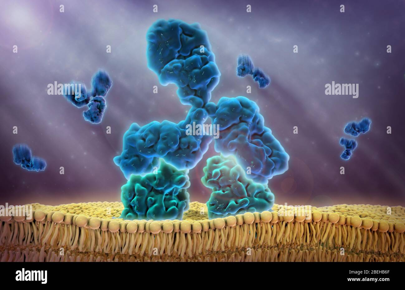 Monoklonale Antikörper, Bindung an Antigene Stockfoto