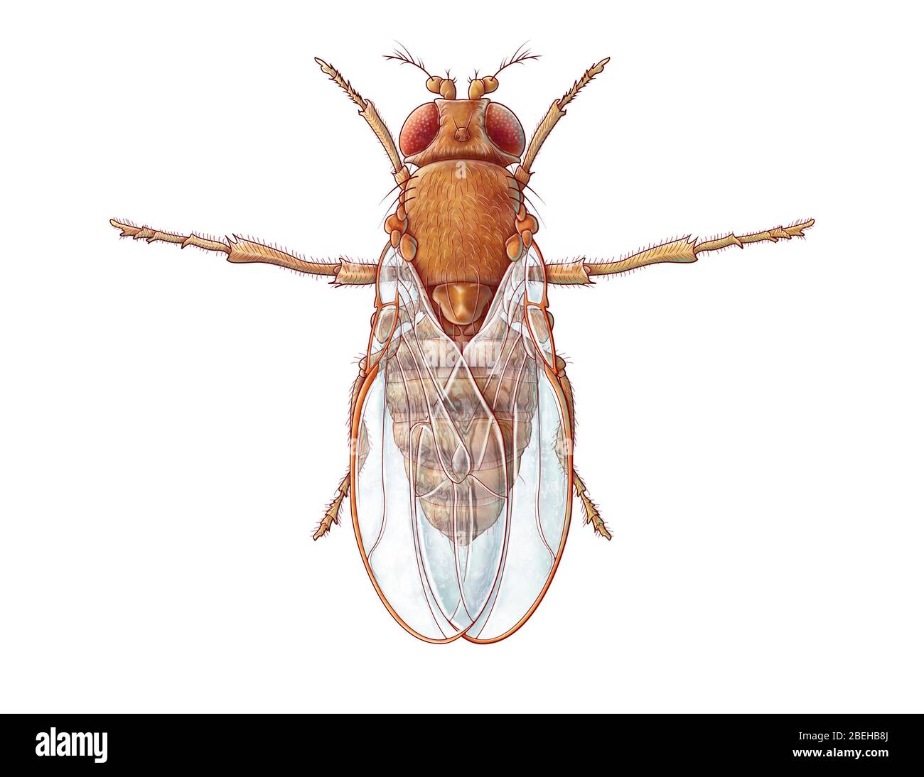 Eine Illustration der Fruchtfliege, auch bekannt als Drosophila melanogaster. Obwohl Fruchtfliegen häufig Hausschädlinge sind, werden sie auch von Forschern verwendet, um Genetik, Physiologie, Pathologie und Evolution zu studieren. Stockfoto