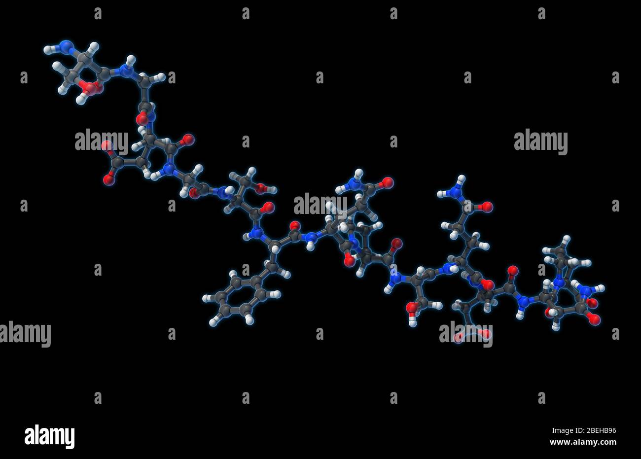 Ein molekulares Modell eines deamidierten Gluten-Peptids. Gluten ist eine Kombination von Proteinen in Weizen und anderen Getreidearten wie kaum, Roggen und Hafer gefunden. Stockfoto