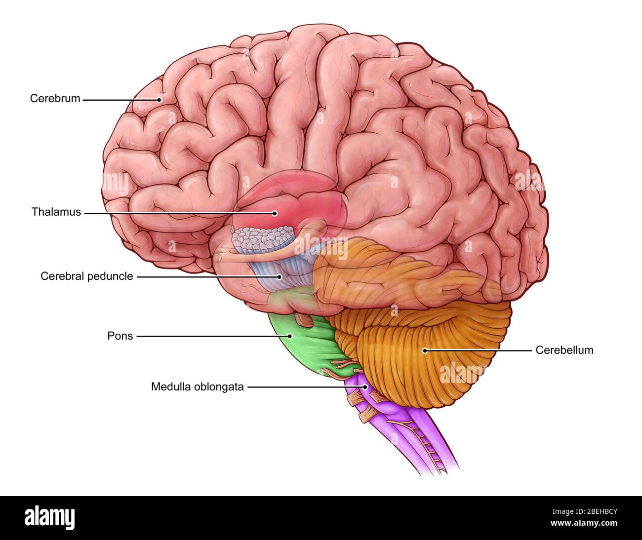 Diencephalon und Hirnstamm, Illustration Stockfoto