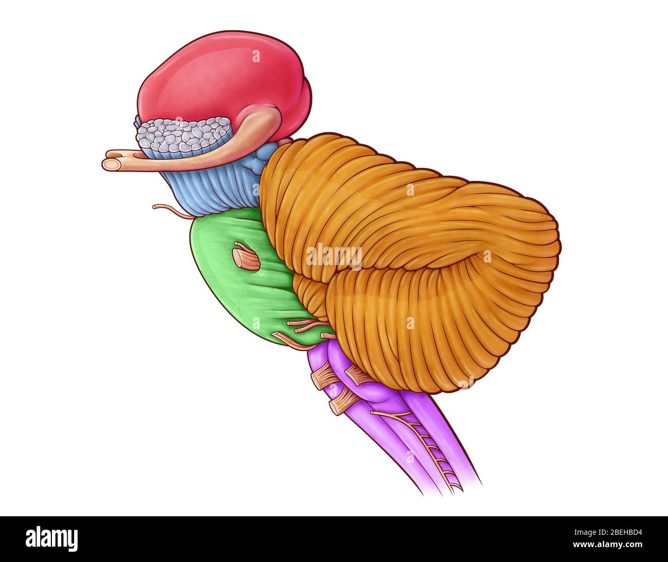 Eine Illustration des Diencephalons, des Hirnstamms und des Kleinhirns. Stockfoto
