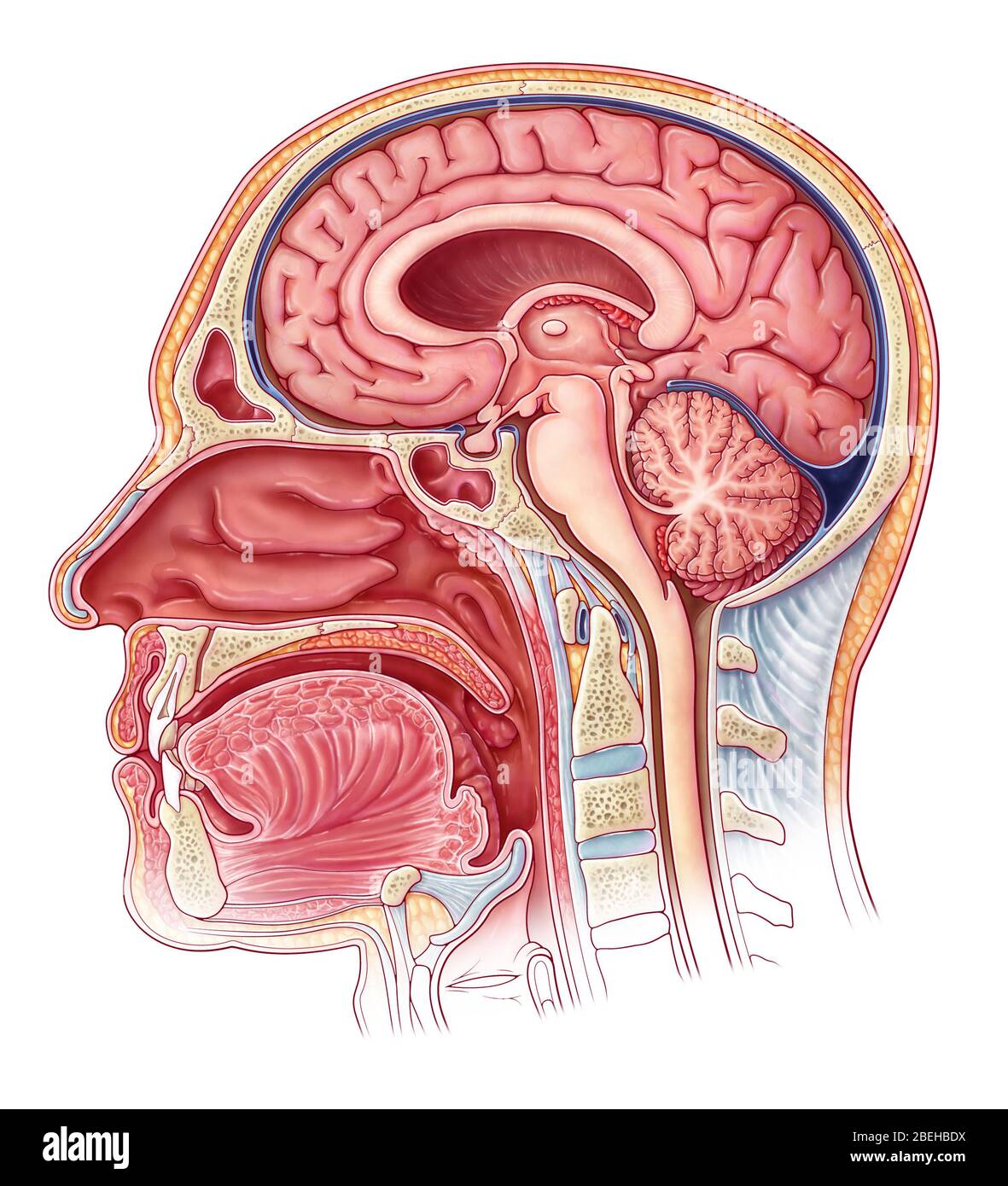 Hydrocephalus, Illustration Stockfoto