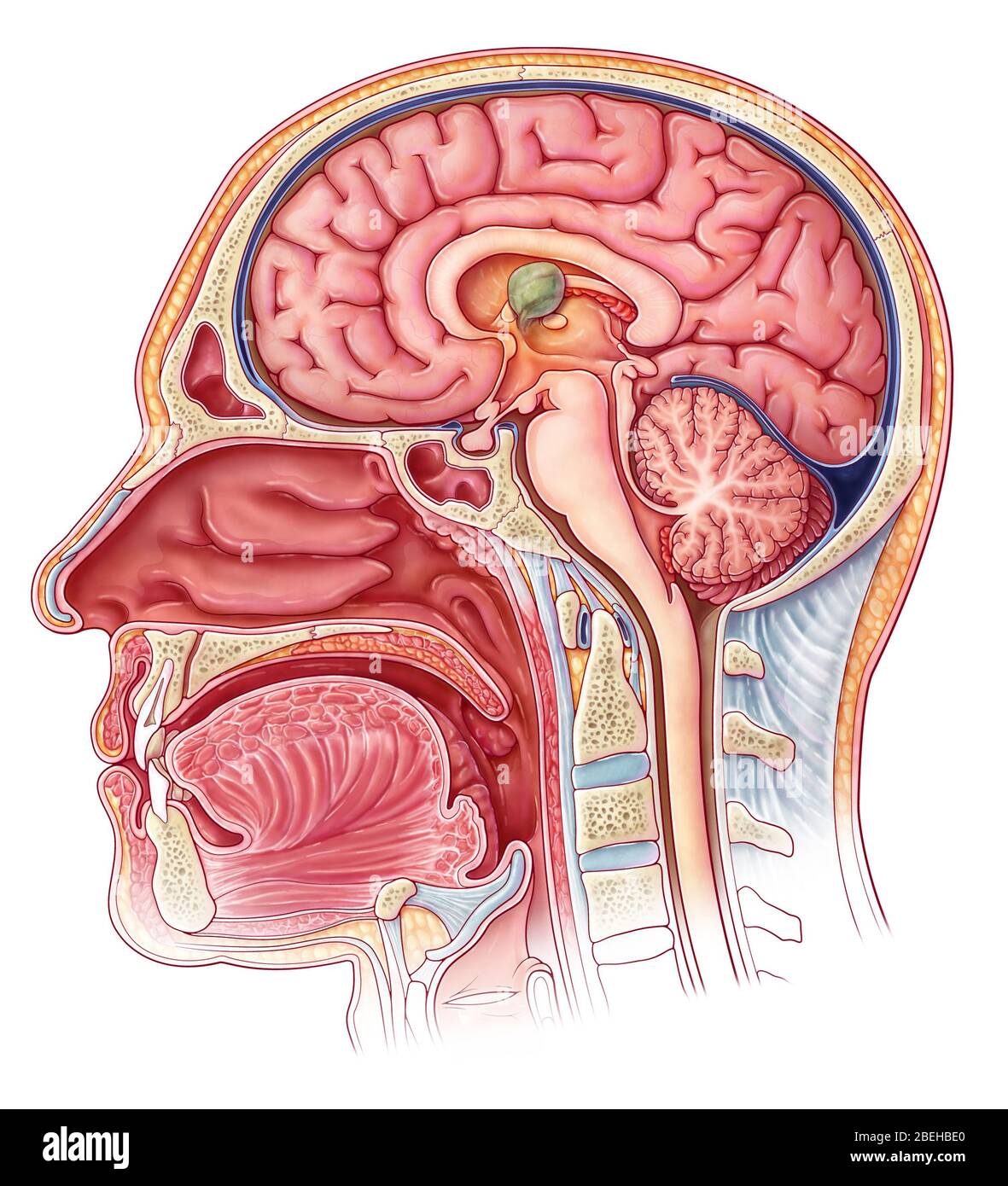 Kolloidale Zyste, Illustration Stockfoto