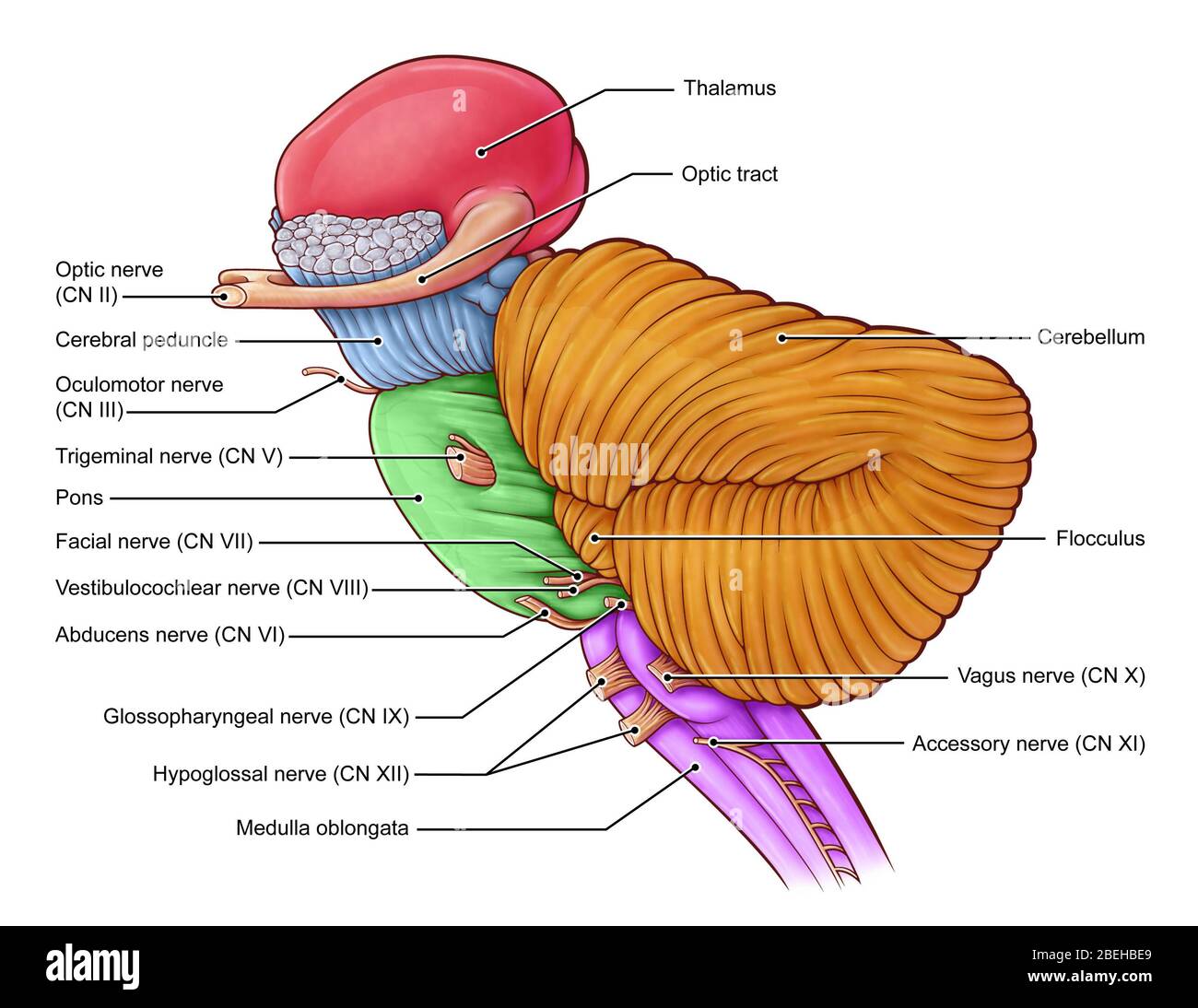 Diencephalon und Hirnstamm, Illustration Stockfoto