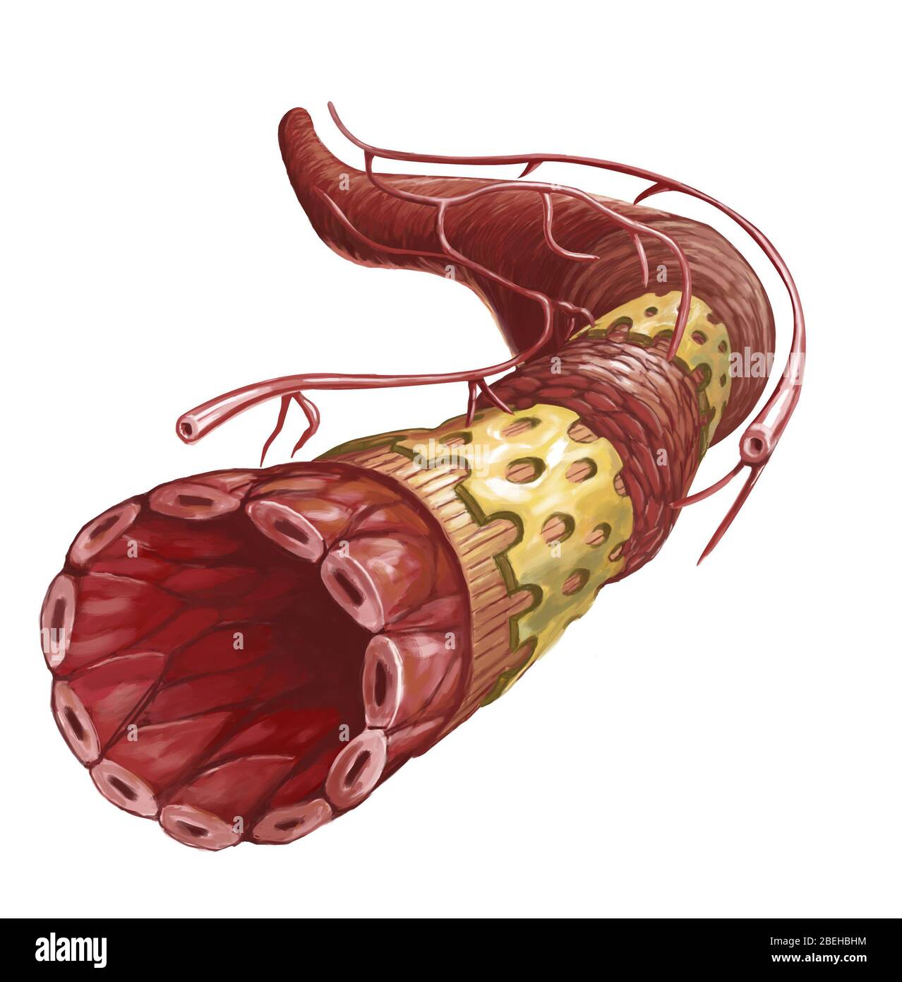 Querschnitt der Arterie, Illustration Stockfoto