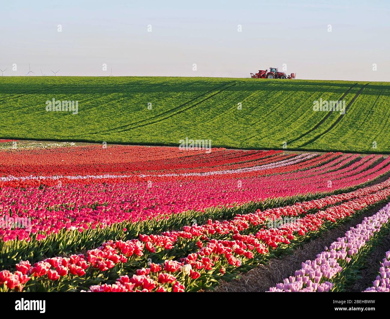 Feld der schönen blühenden Tulpen für die Landwirtschaft in Deutschland Stockfoto
