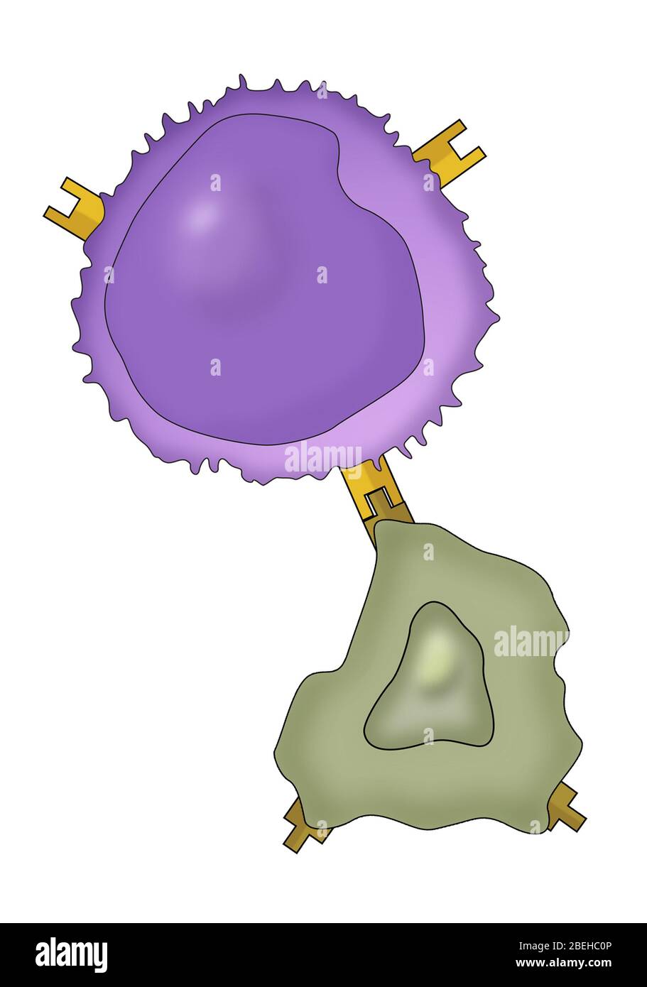 Lymphozyten und Krebszellen Stockfoto