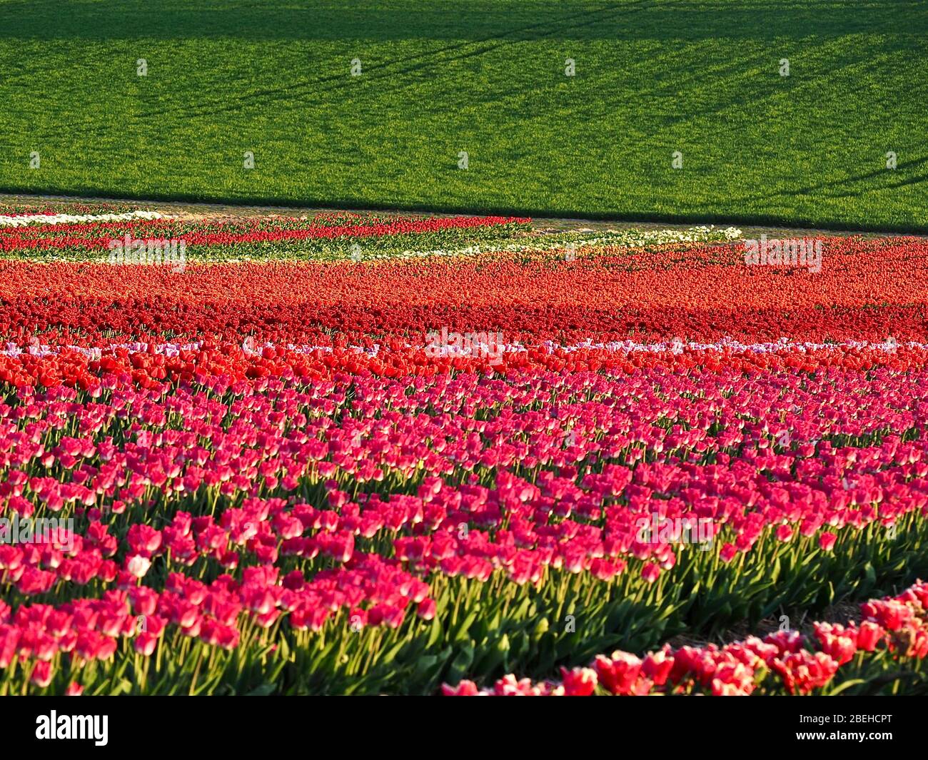 Feld der schönen blühenden Tulpen für die Landwirtschaft in Deutschland Stockfoto