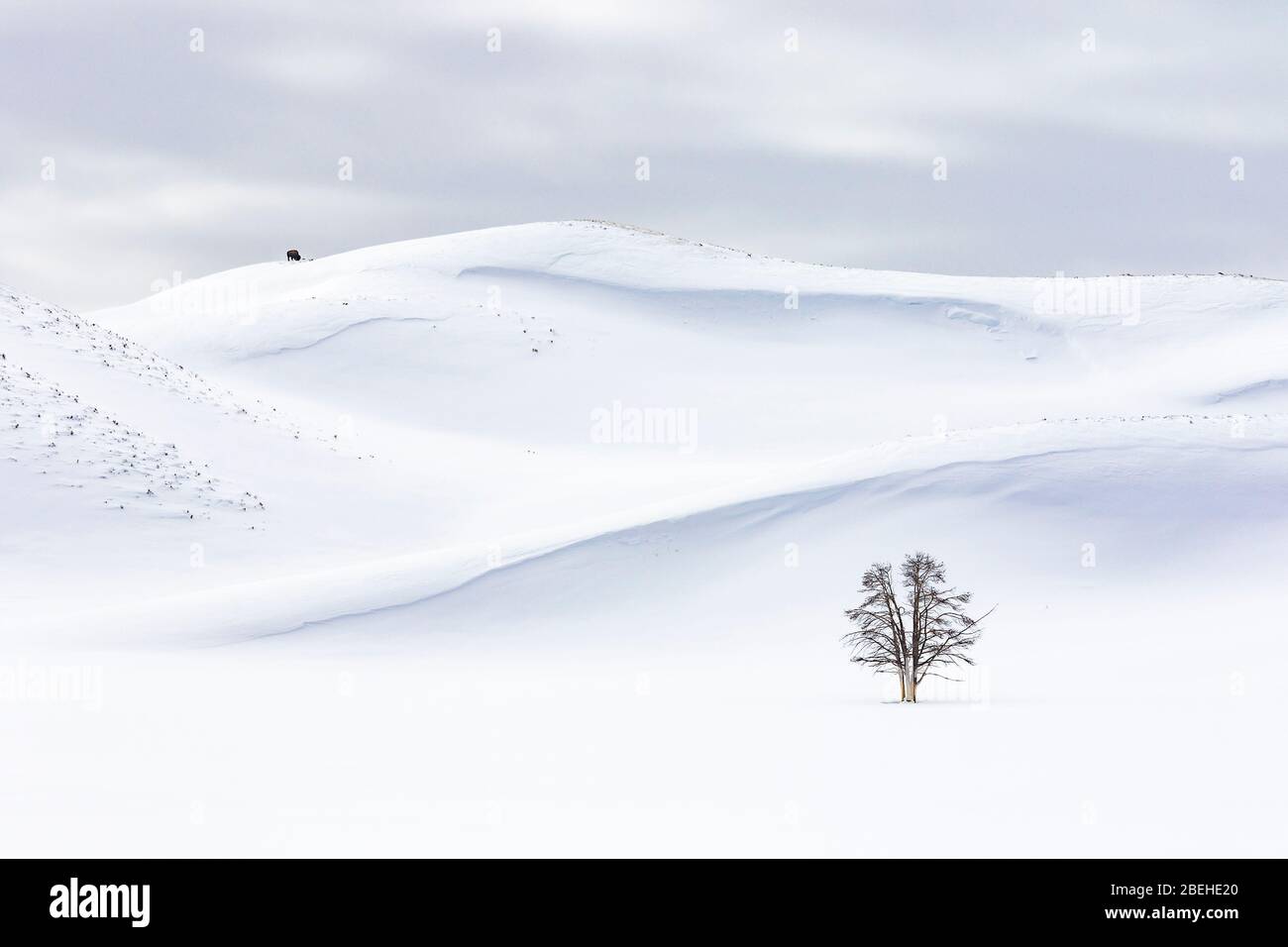 Einbeinige Bäume und Bisons im Hayden Valley im Winter Stockfoto