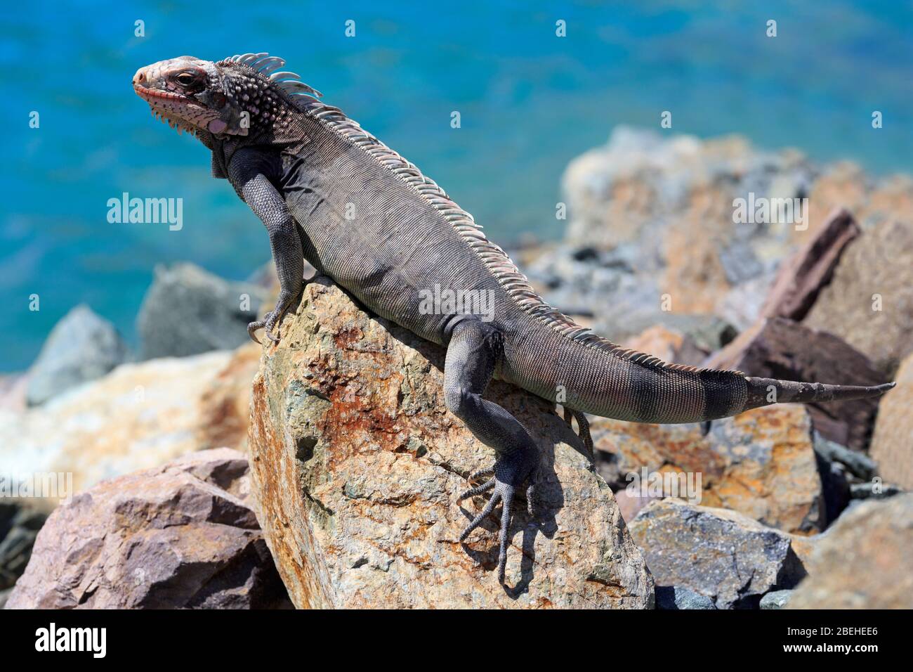 Iguana, Charlotte Amalie, St. Thomas, Amerikanische Jungferninseln, Karibik Stockfoto