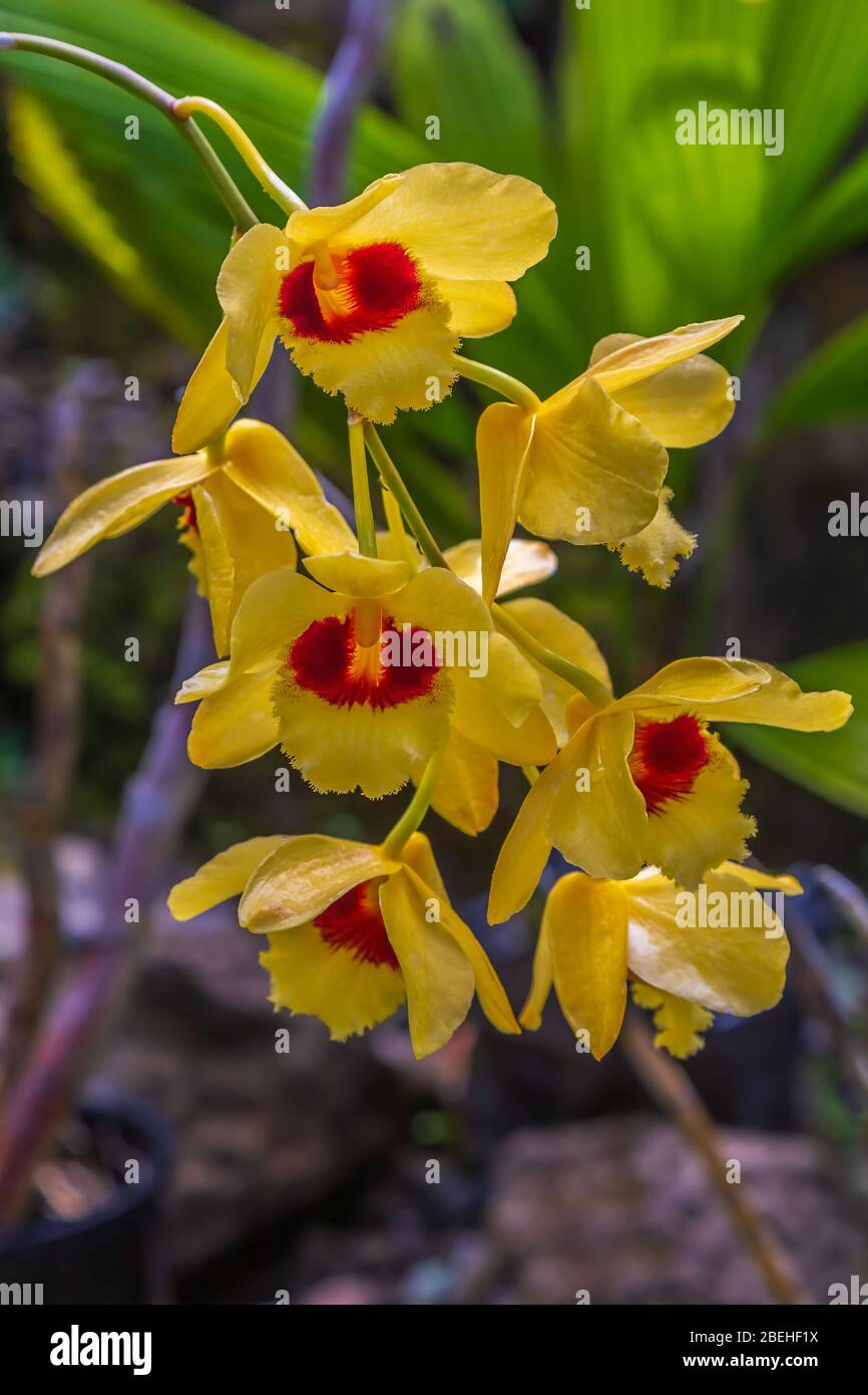 Cymbidium, allgemein bekannt als Boot Orchideen, ist eine Gattung von immergrünen blühenden Pflanzen in der Orchideenfamilie Orchidaceae. Stockfoto