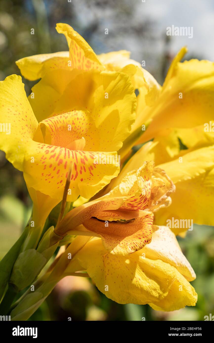 Schönes Hintergrundbild der gelben Canna Lilie Blume mit orangefarbenen Flecken in Fernando de Noronha, Pernambuco, Brasilien aufgenommen Stockfoto