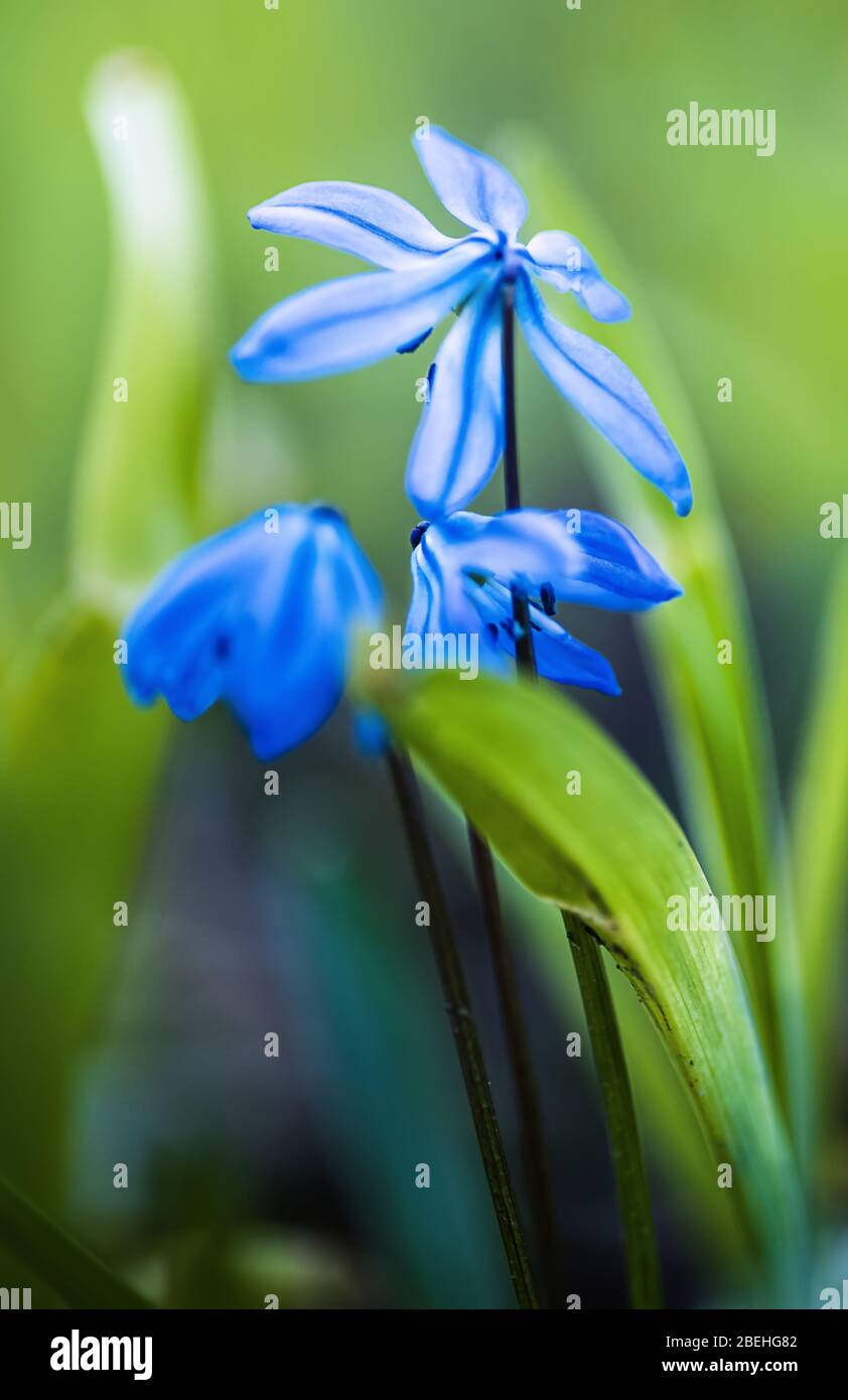 Die Natur am Arbeitsplatz Stockfoto