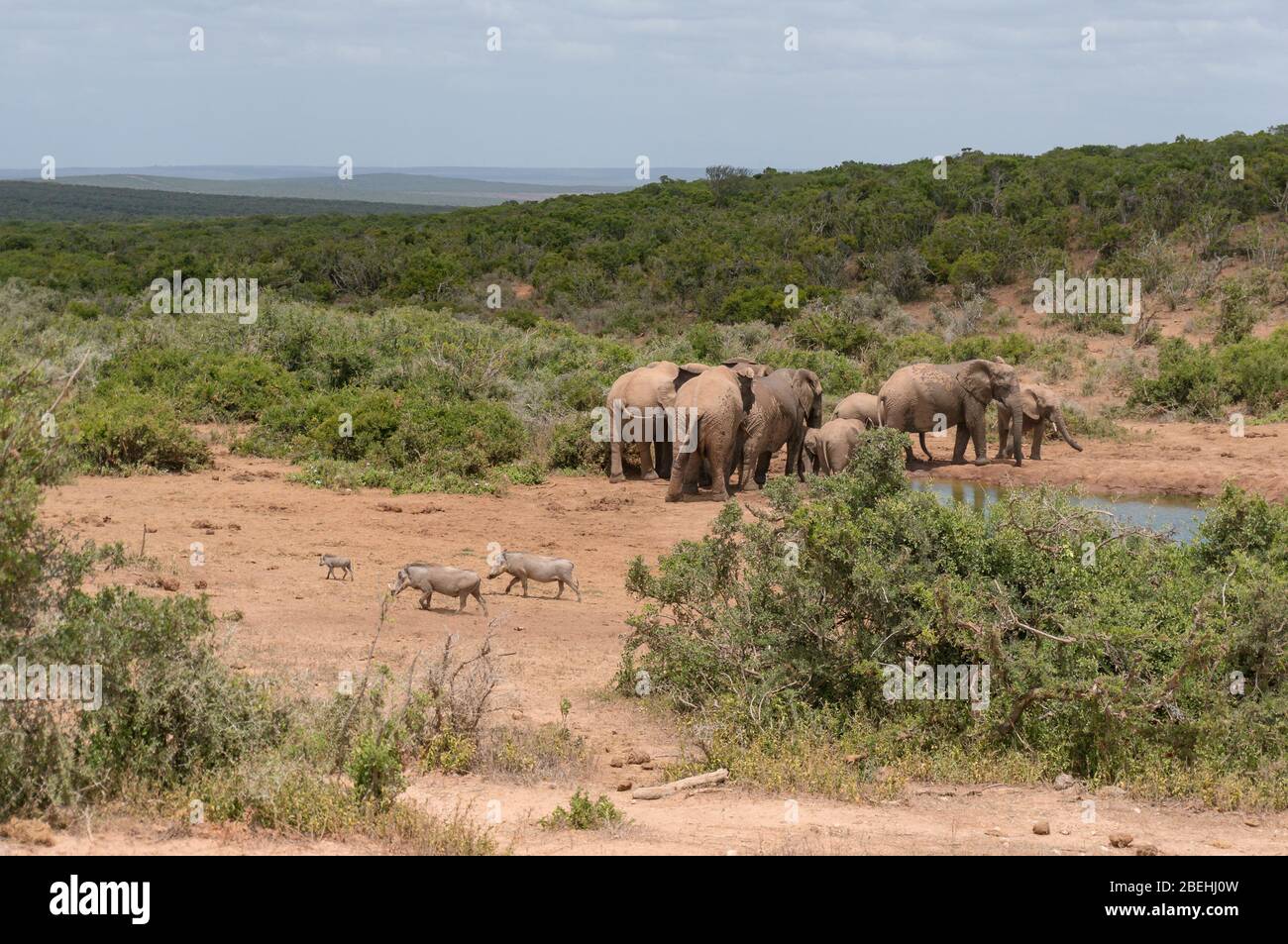 Wilde afrikanische Elefanten und Warzenschweine in der Nähe von Wasserloch-Staudamm in der afrikanischen Savanne. Afrikanische Safari-Spiel-Laufwerk Abenteuer Stockfoto