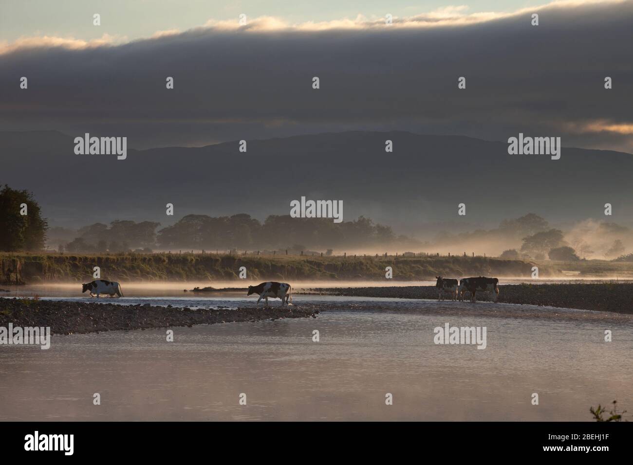 Milchkühe, die die Lune in Arkholme, Lancashire uk überqueren, kommen zum Melken am frühen Morgen Stockfoto