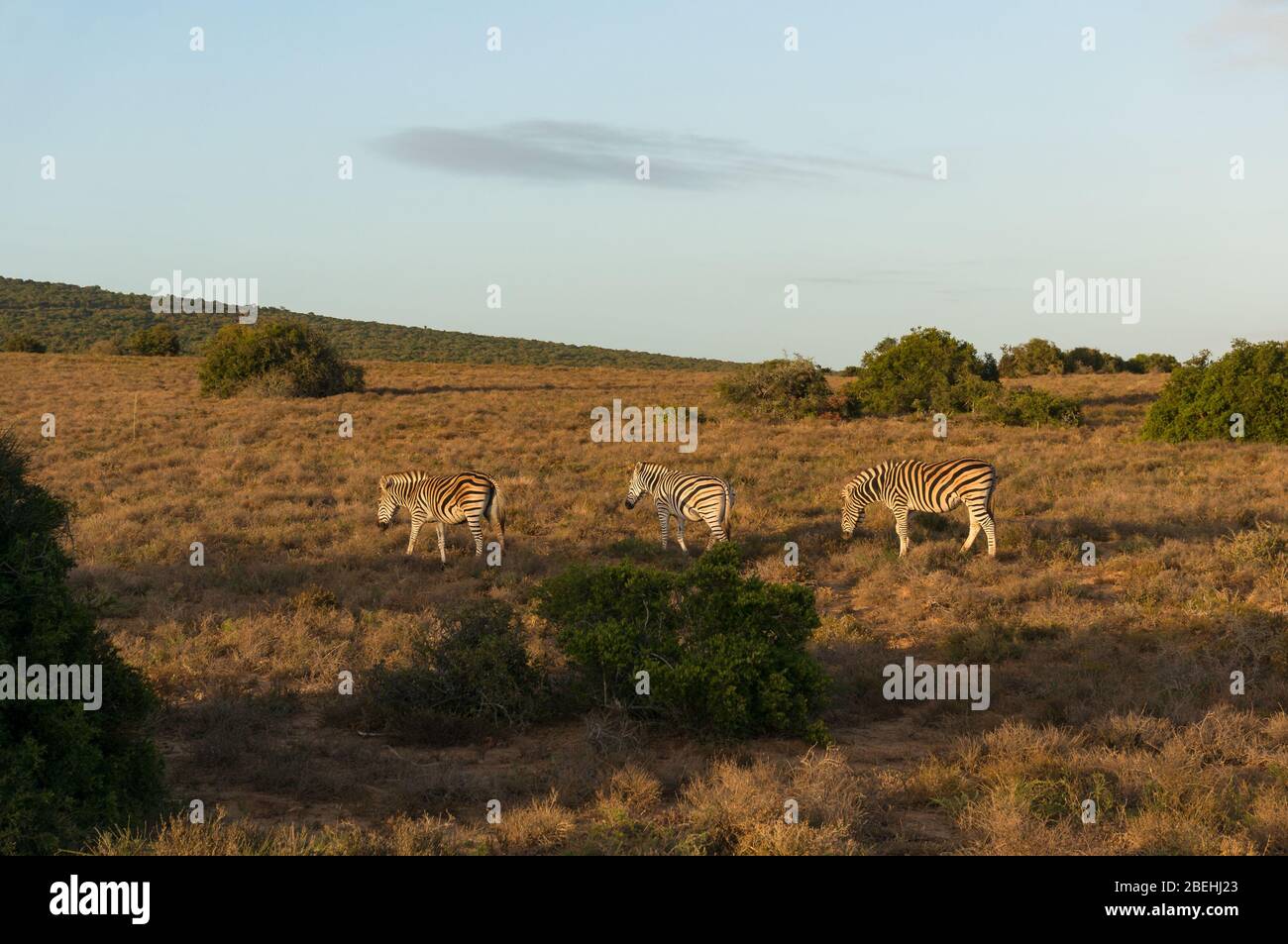 Afrikanische Zebras grasen in der afrikanischen Savanne bei Sonnenaufgang. Safari-Spiel fahren Abenteuer in Südafrika Stockfoto