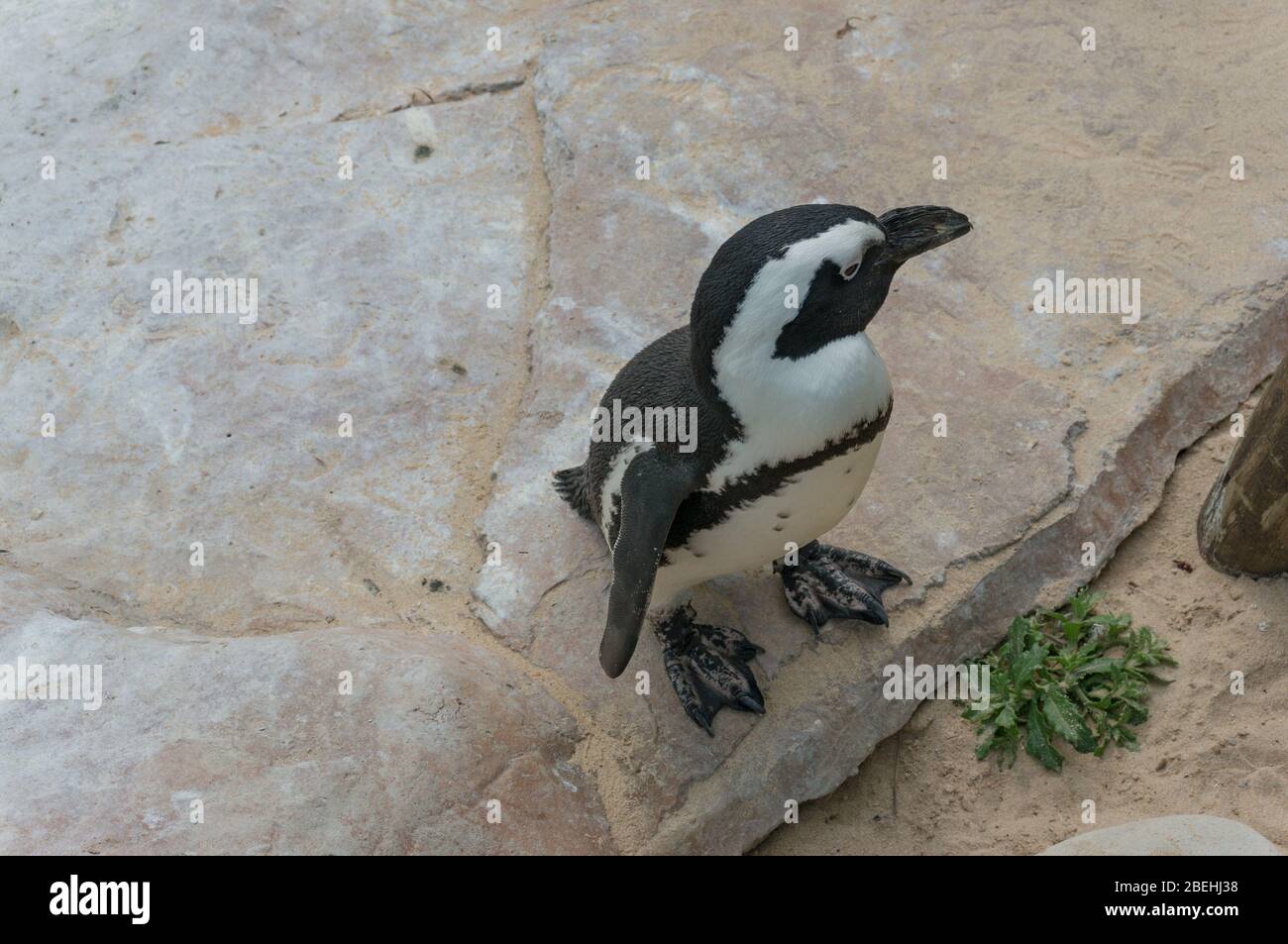 Niedliche kleine afrikanische Pinguin steht an einem Felsen. Afrikanische Tierwelt Stockfoto