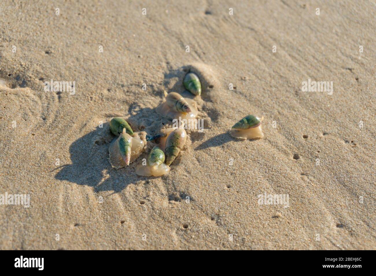 Nahaufnahme von grünen Meeresschnecken, die im Sand am Strand krabbeln, Naturhintergrund Stockfoto